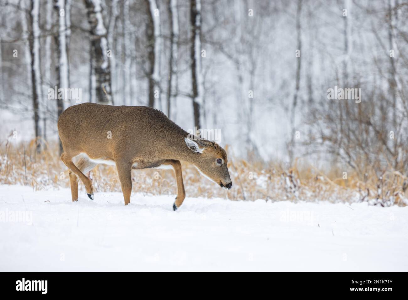 White-tailed doe in Nordwisconsin. Stockfoto