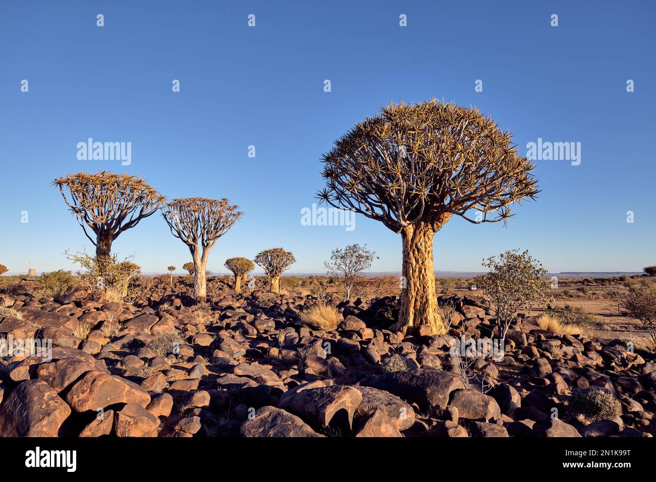 Der Quiver Tree Forest (Aloidendron Dichotomum) in der Nähe von Keetmanshoop, Namibia. Stockfoto
