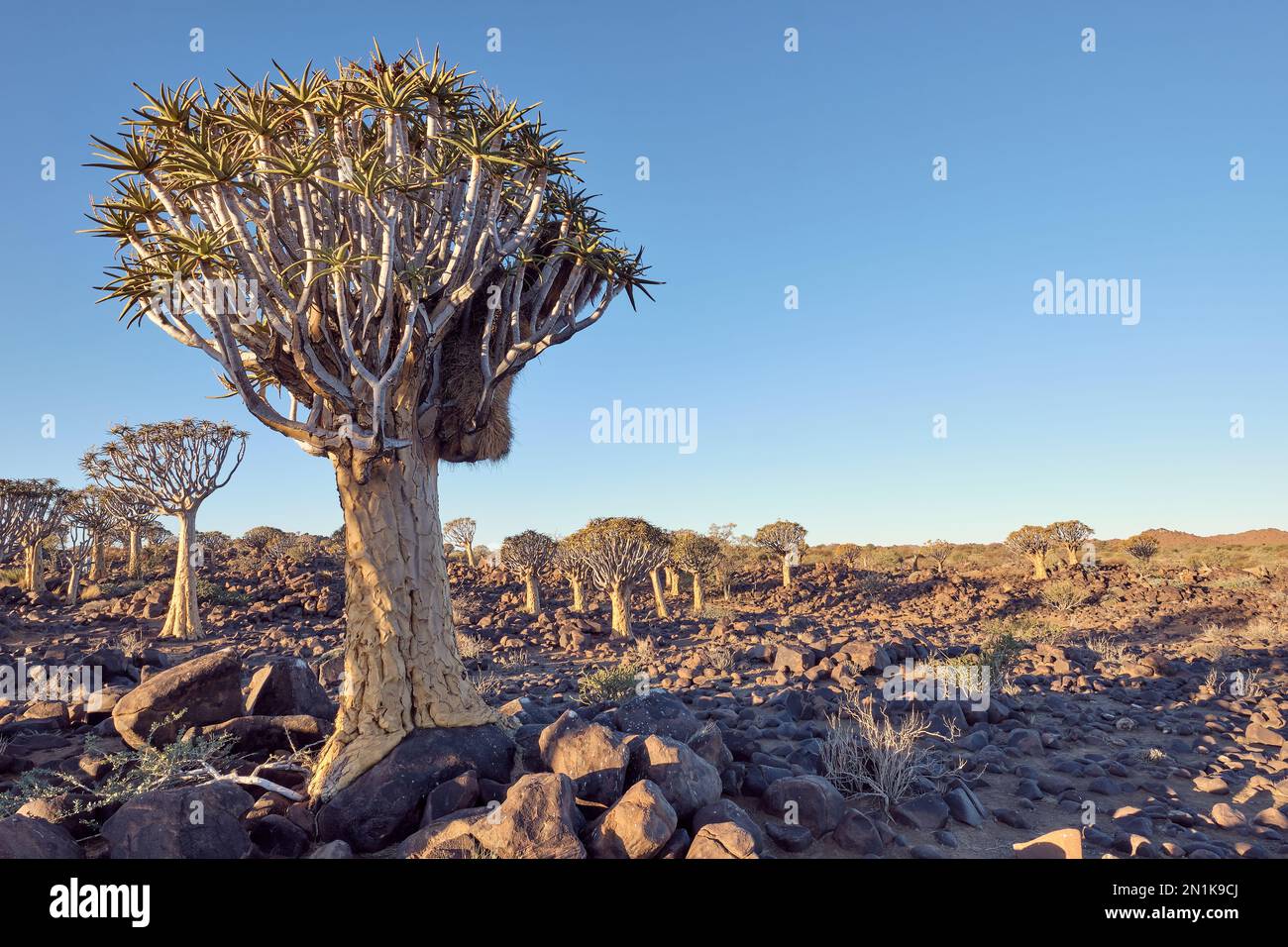 Der Quiver Tree Forest (Aloidendron Dichotomum) in der Nähe von Keetmanshoop, Namibia. Stockfoto