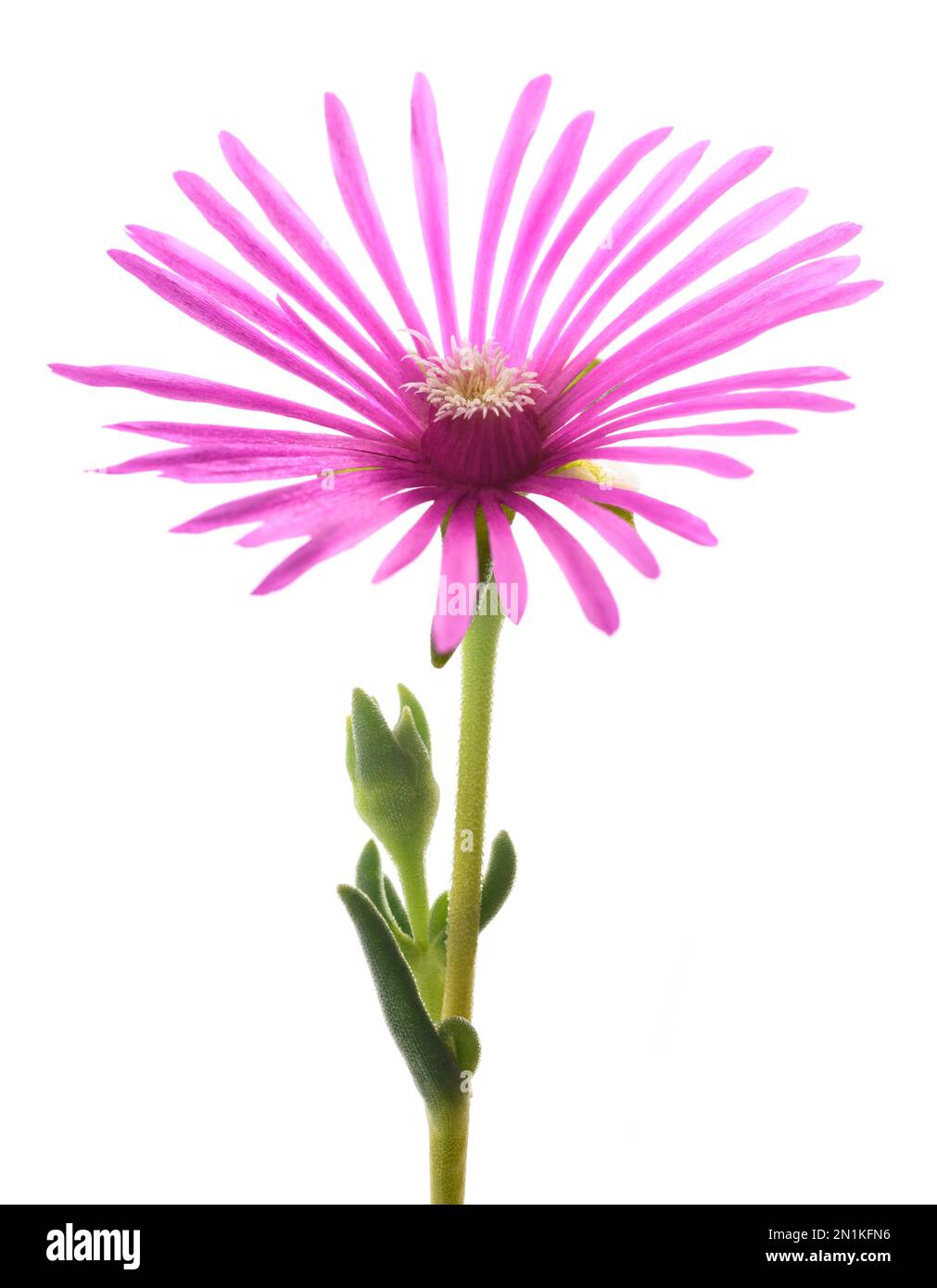 Die nachlaufende Eispflanze Blume isoliert auf weißem Hintergrund Stockfoto