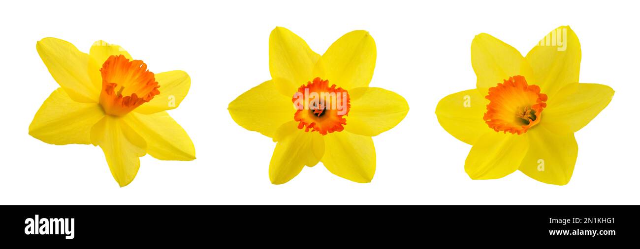 Gelbe Narzissenblüten, isoliert auf weißem Hintergrund Stockfoto