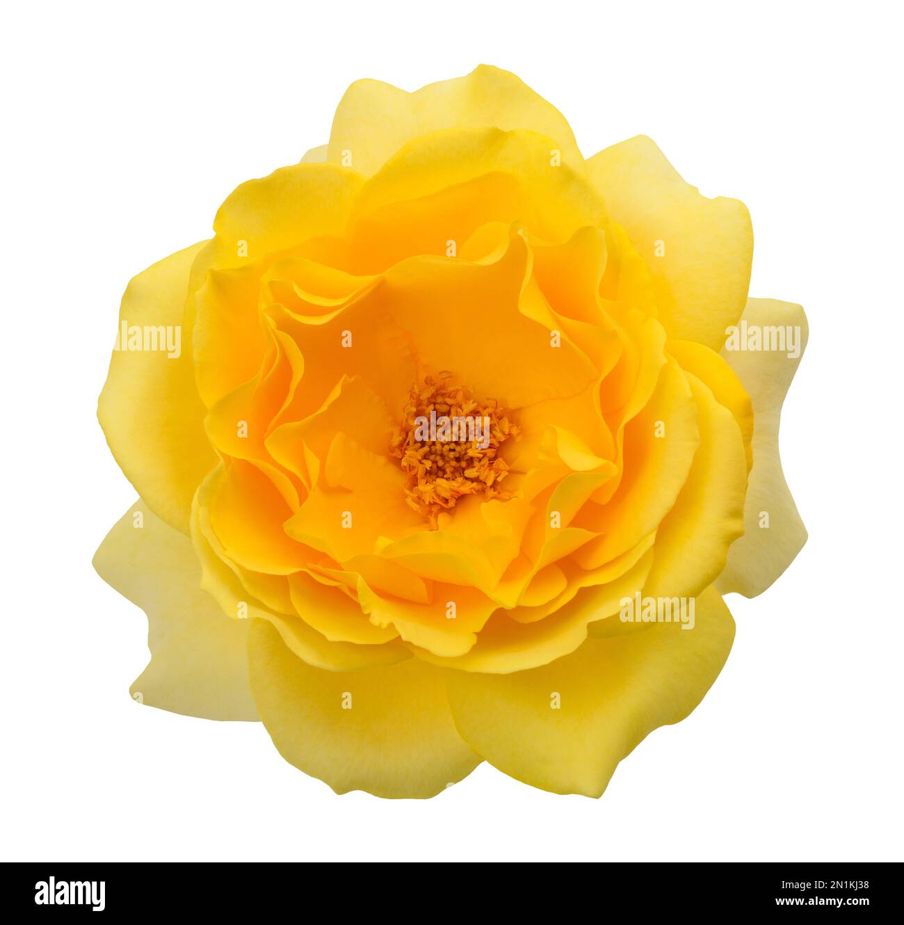 Gelbe Rose Blume auf weißem Hintergrund Stockfoto