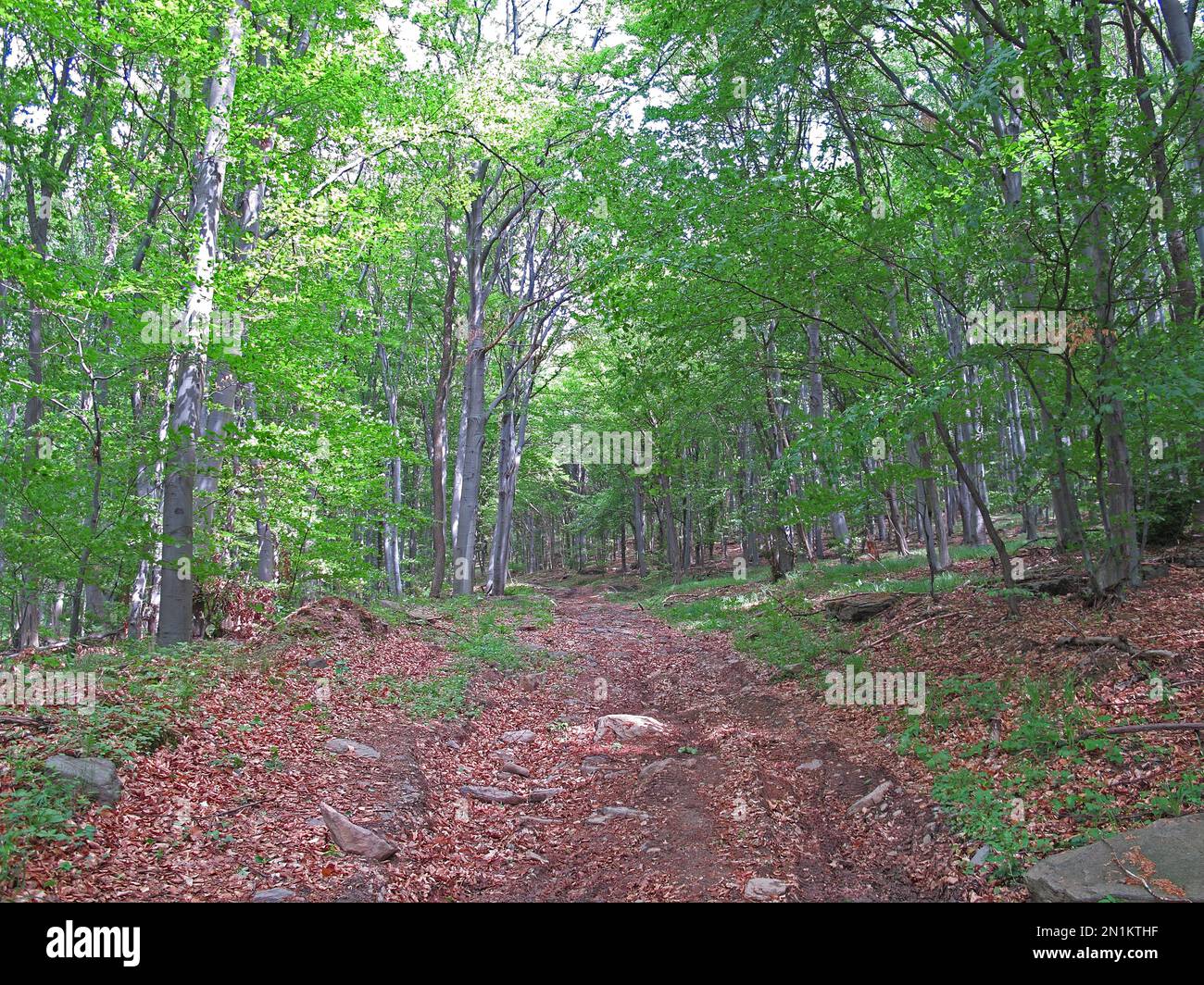 Wandern Sie durch den Buchenwald Zemplen Hills, Ungarn Mai Stockfoto