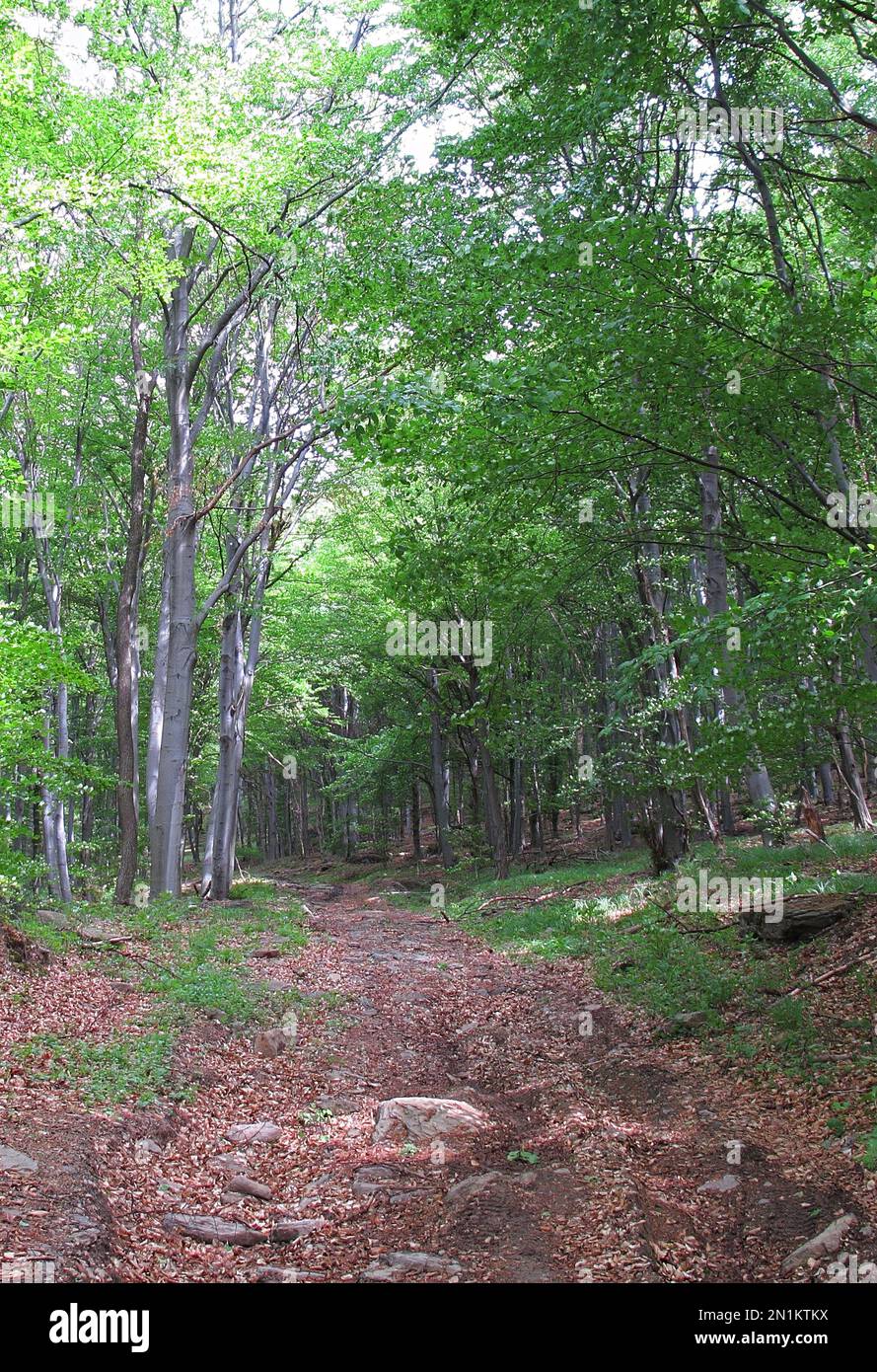 Wandern Sie durch den Buchenwald Zemplen Hills, Ungarn Mai Stockfoto