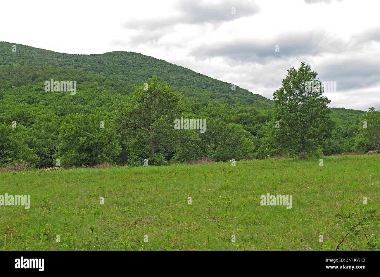 Blick über die Wiese zu den bewaldeten Hügeln Zemplen, Ungarn Mai Stockfoto