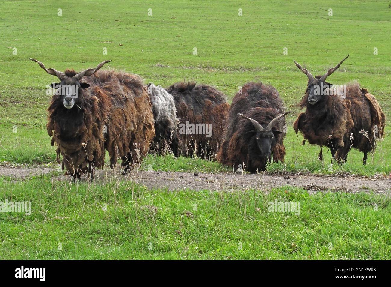 Racka-Schafe, eine kleine Gruppe von alten und vom Aussterben bedrohten Rassen Ungarn Mai Stockfoto