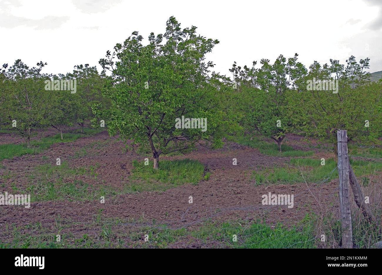 Walnussplantage auf den Hügeln von Zemplen, Ungarn Mai Stockfoto