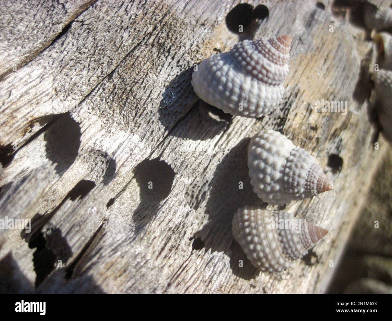 Nahaufnahme einer Gruppe von Meeresschnecken, die an einem alten und trockenen Stamm eines Baumes in der Nähe des Strandes befestigt sind Stockfoto