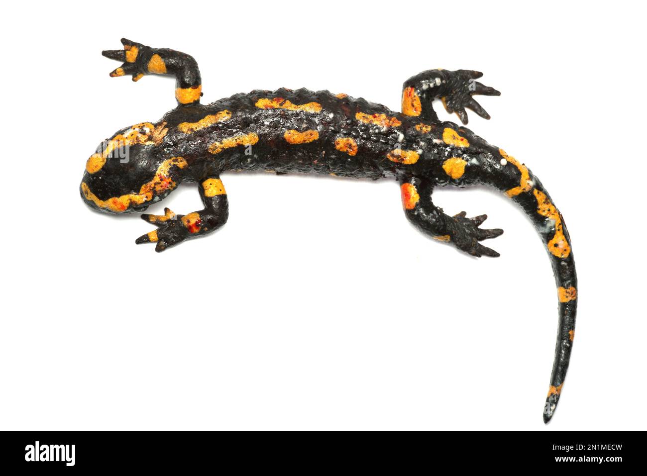 Dead Fire Salamander (Salamandra Salamandra) Infiziert Mit Chytrid Pilz ...