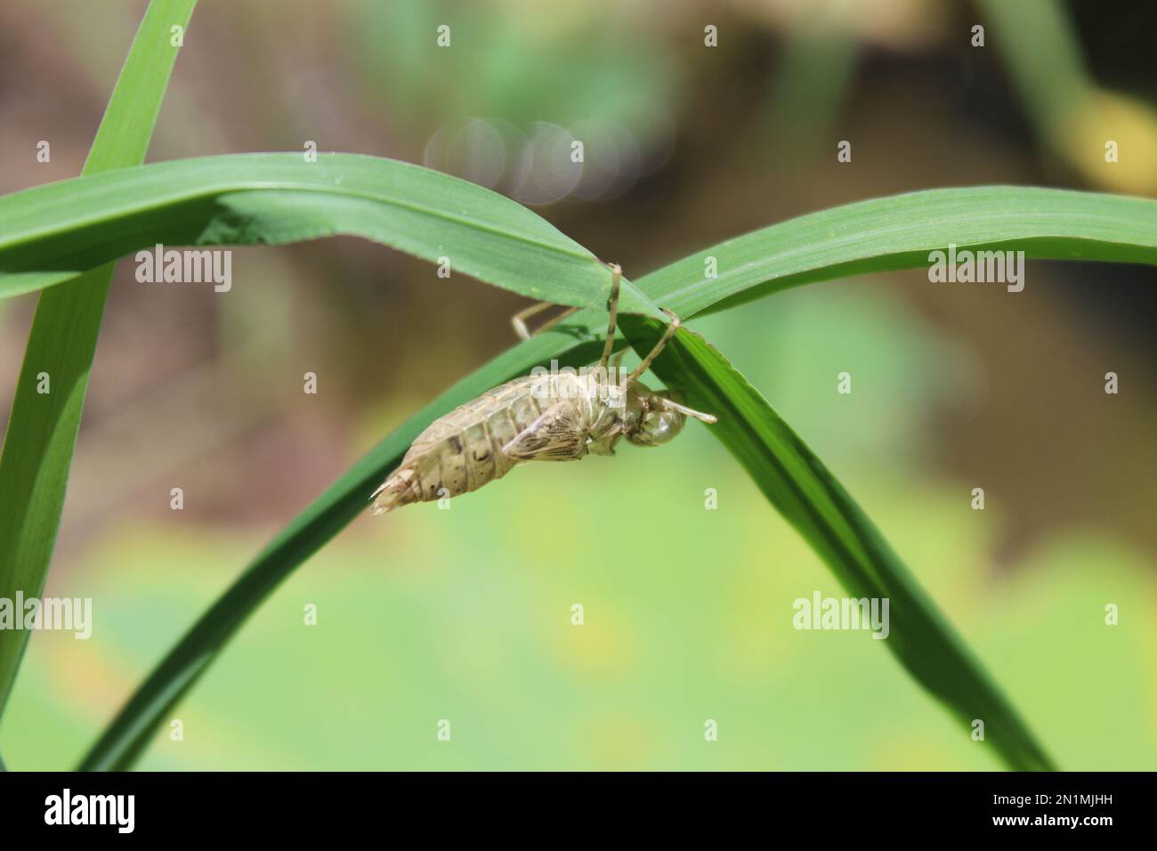 An einem Grashalm hängt ein Cicada-Fall, das Exsudae einer Cicada, die zurückgelassen wurde, nachdem sie als Erwachsener aufgetaucht war Stockfoto