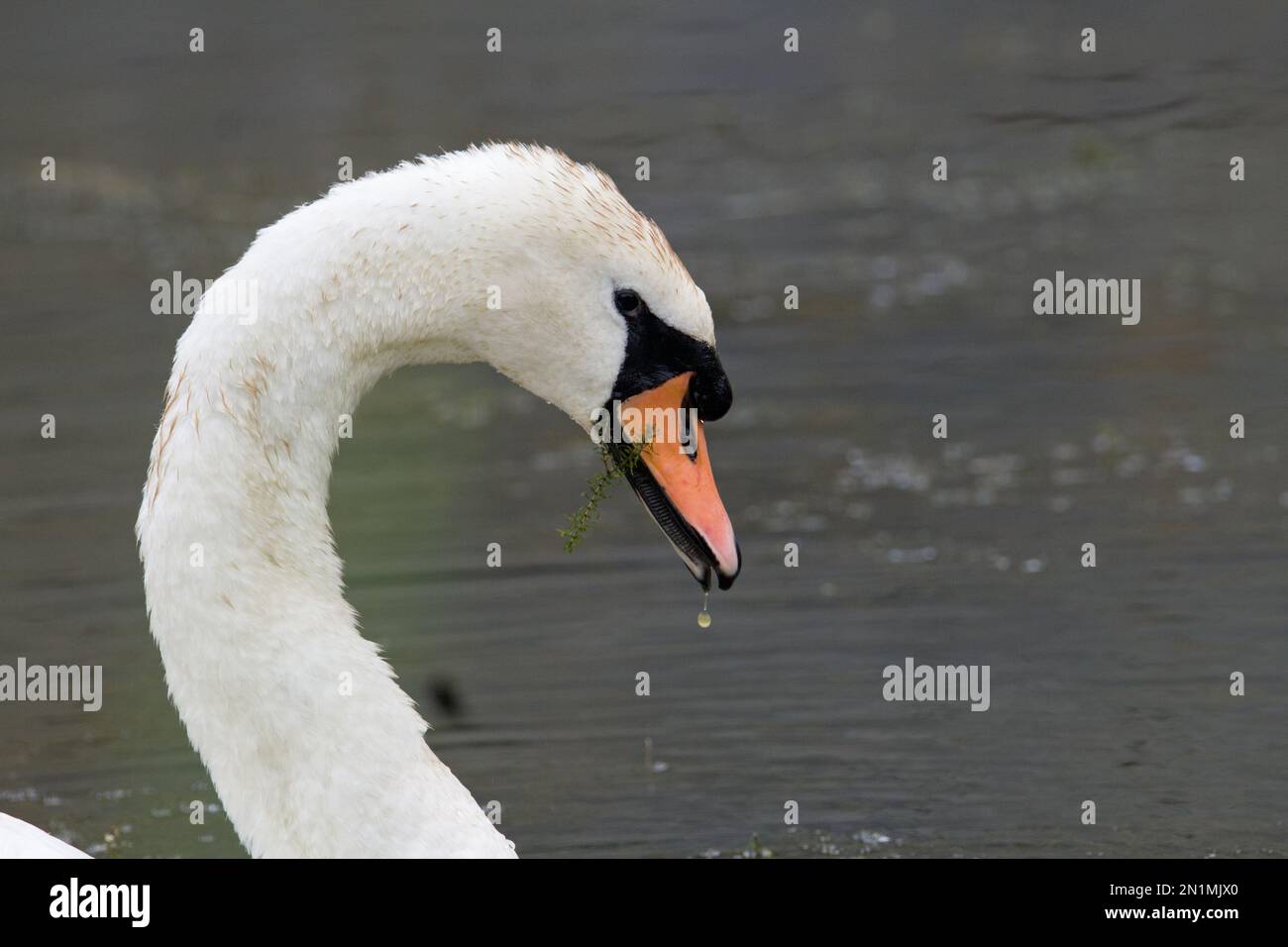 Kopf eines stummen Schwans mit tropfendem, stummen Schwan (Cygnus olor) Stockfoto