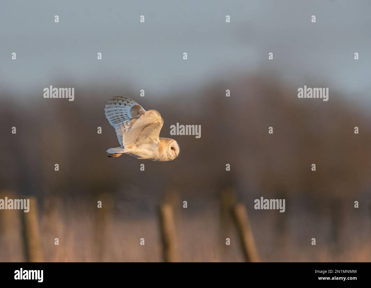 Eine wunderschöne Scheuneneule (Tyto Alba), die von der untergehenden Sonne beleuchtet wird und im Abendlicht über die Berge jagt - Cambridgeshire, Großbritannien Stockfoto