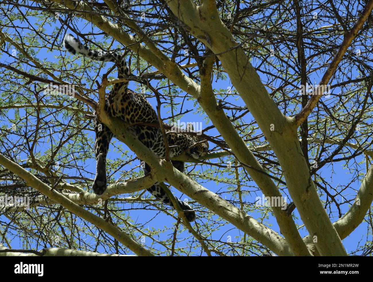 Nanyuki, Kenia. 4. Februar 2023. Ein Leopard ruht auf dem Baum im Tierwaisenhaus in Mount Kenya Wildlife Conservancy in Nanyuki, Kenia, 4. Februar 2023. Das Waisenhaus bietet Schutz und Pflege für die verletzten, vernachlässigten, misshandelten oder verängstigten Wildtiere. Kredit: Han Xu/Xinhua/Alamy Live News Stockfoto