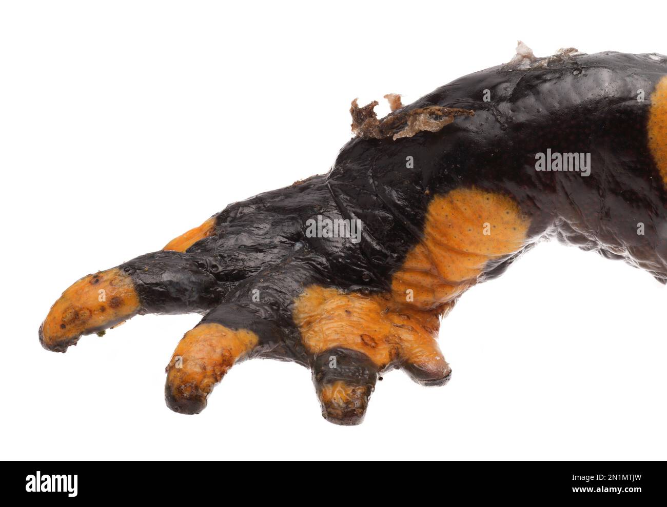 Hautläsionen und Nekrosen durch Chytridpilz Bsal (Batrachochytrium salamandrivorans) auf Feuersalamander (Salamandra salamander), Deutschland Stockfoto
