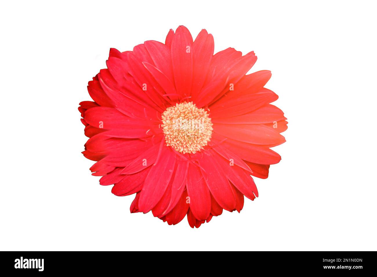 Gerbera ist eine Gattung mehrjähriger Kräuter aus der Familie der Asteraceae, isoliert auf weißem Hintergrund Stockfoto