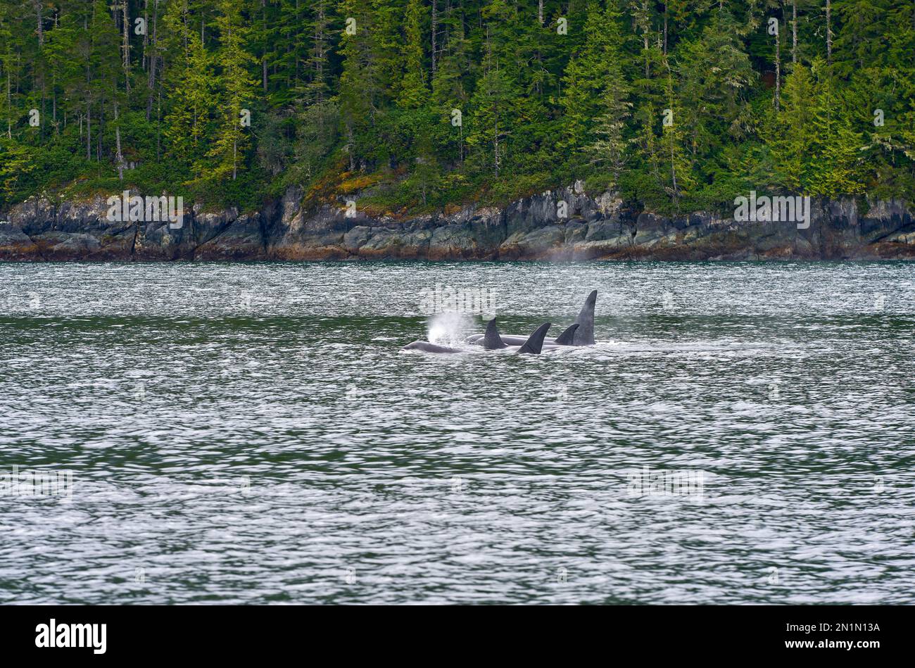Ufer Der Orcas Johnstone Strait. Eine Horde Orcas füttern und schwimmen in Johnstone Strait, British Columbia. Stockfoto