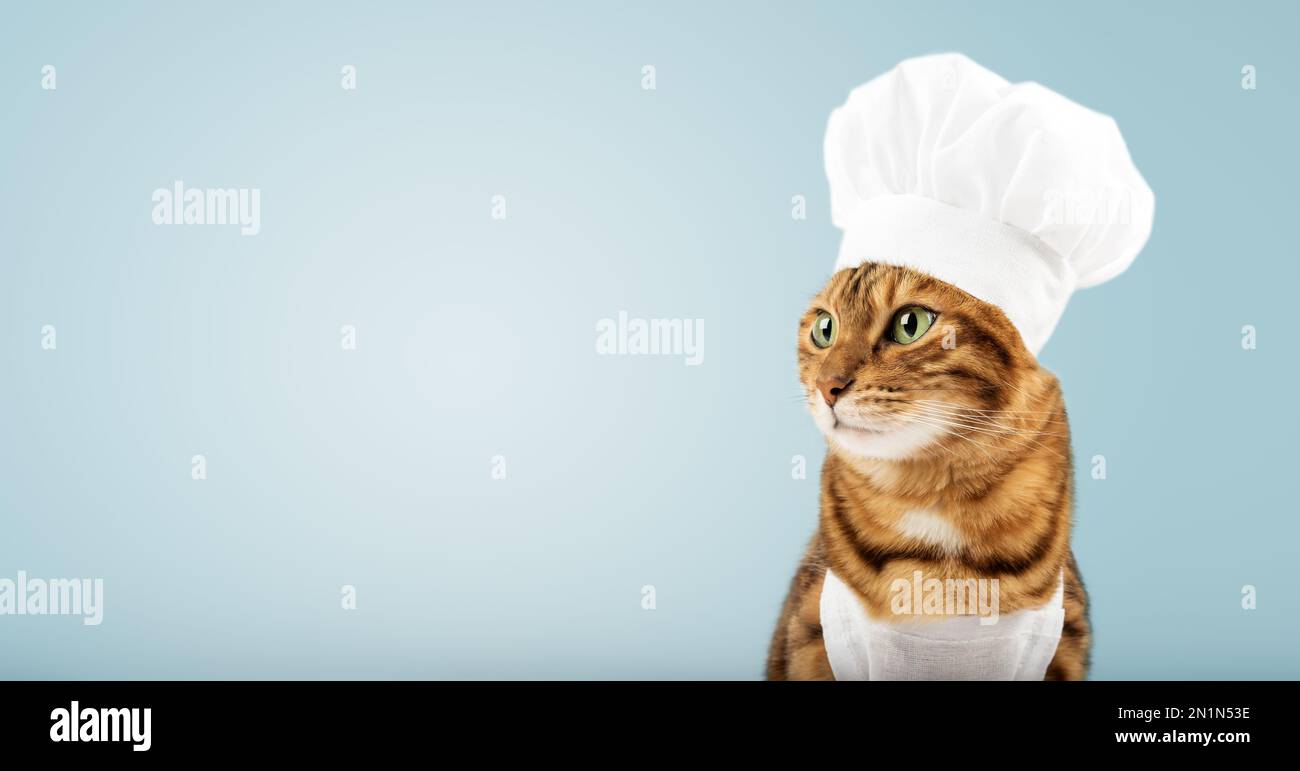 Eine süße rote Katze und ein weißer Köchshut. Isoliert auf einem farbigen Hintergrund. Studiofoto. Konzept für leckere und gesunde Speisen Stockfoto