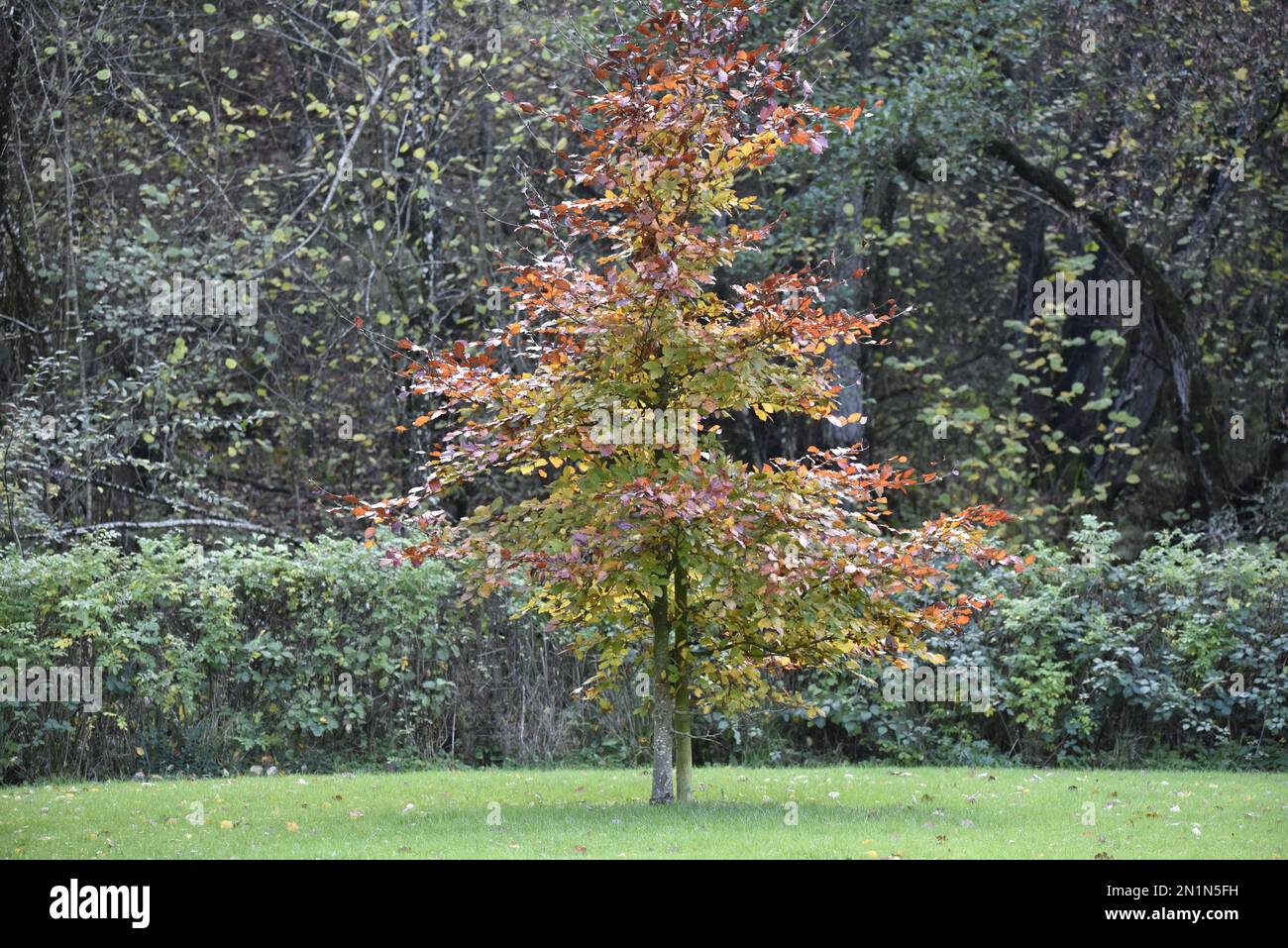 Blick auf den Baum in Herbstfarben in der Sonne vor einer grünen Hecke und grünem Baumhintergrund, aufgenommen in Wales, Großbritannien im November Stockfoto