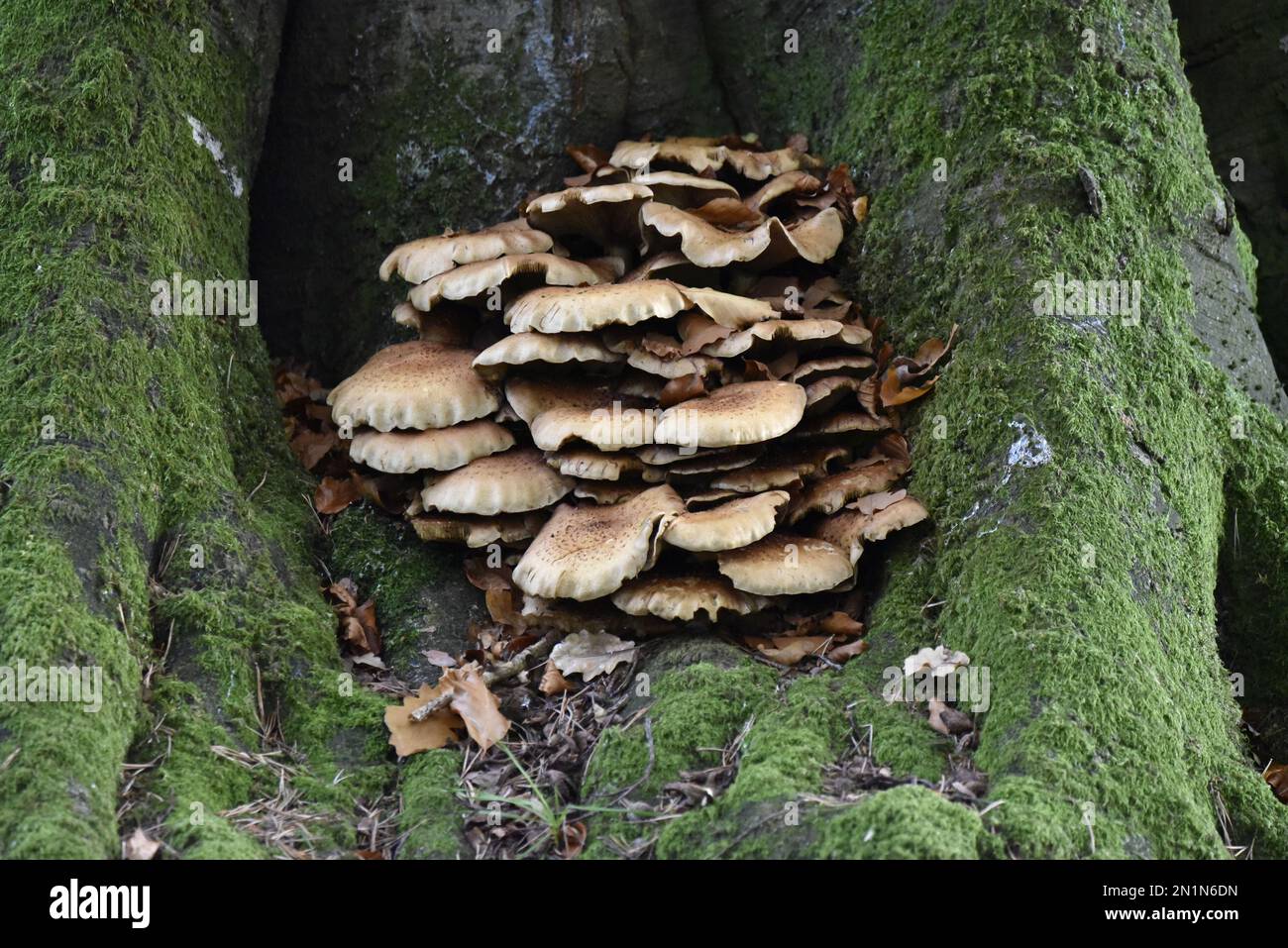 Nahaufnahme von Bracket Pilz Clusters Nestled in Hollow of Decaying und Mossy Tree Trunk, aufgenommen im November in Wales, Großbritannien Stockfoto