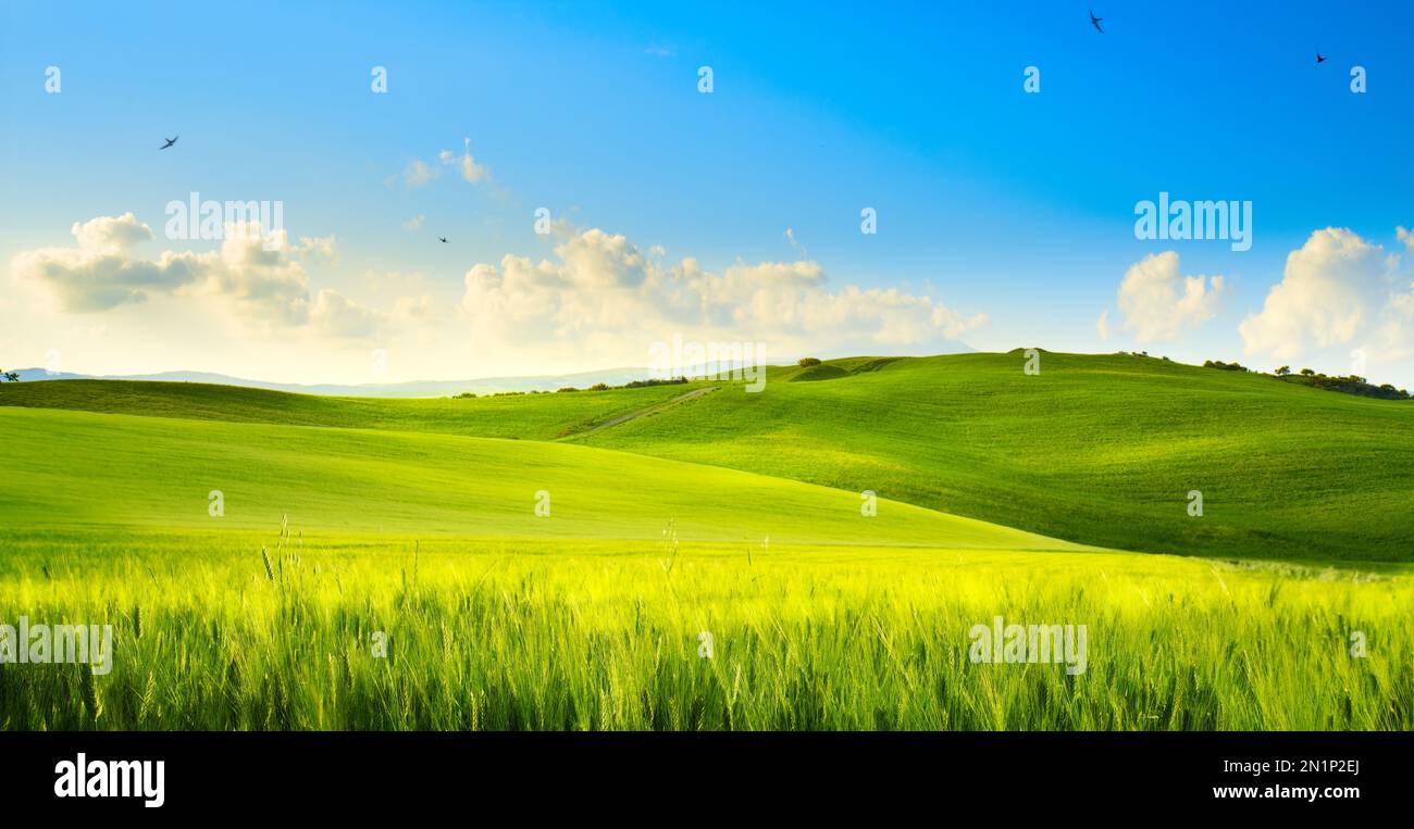 Ländliche Kunstlandschaft im Frühling. Frühlingsgrünes Feld und blaues Himmelspanorama Stockfoto