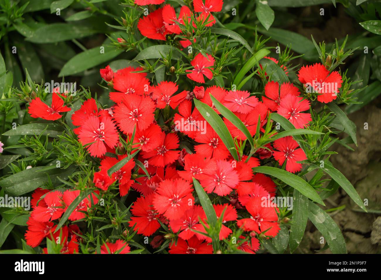 Teppich aus scharlachroten Dianthus-Blumen der Sorte Rockin Red Sweet William. Stockfoto