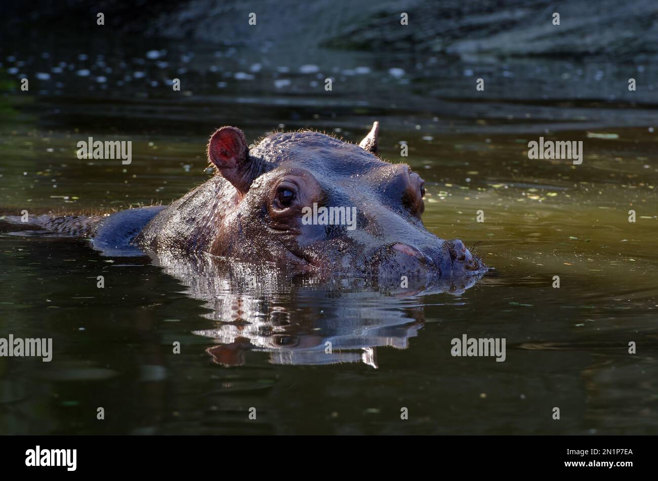 Tier säugetier schwimmen nilpferd Fotos und Bildmaterial in hoher