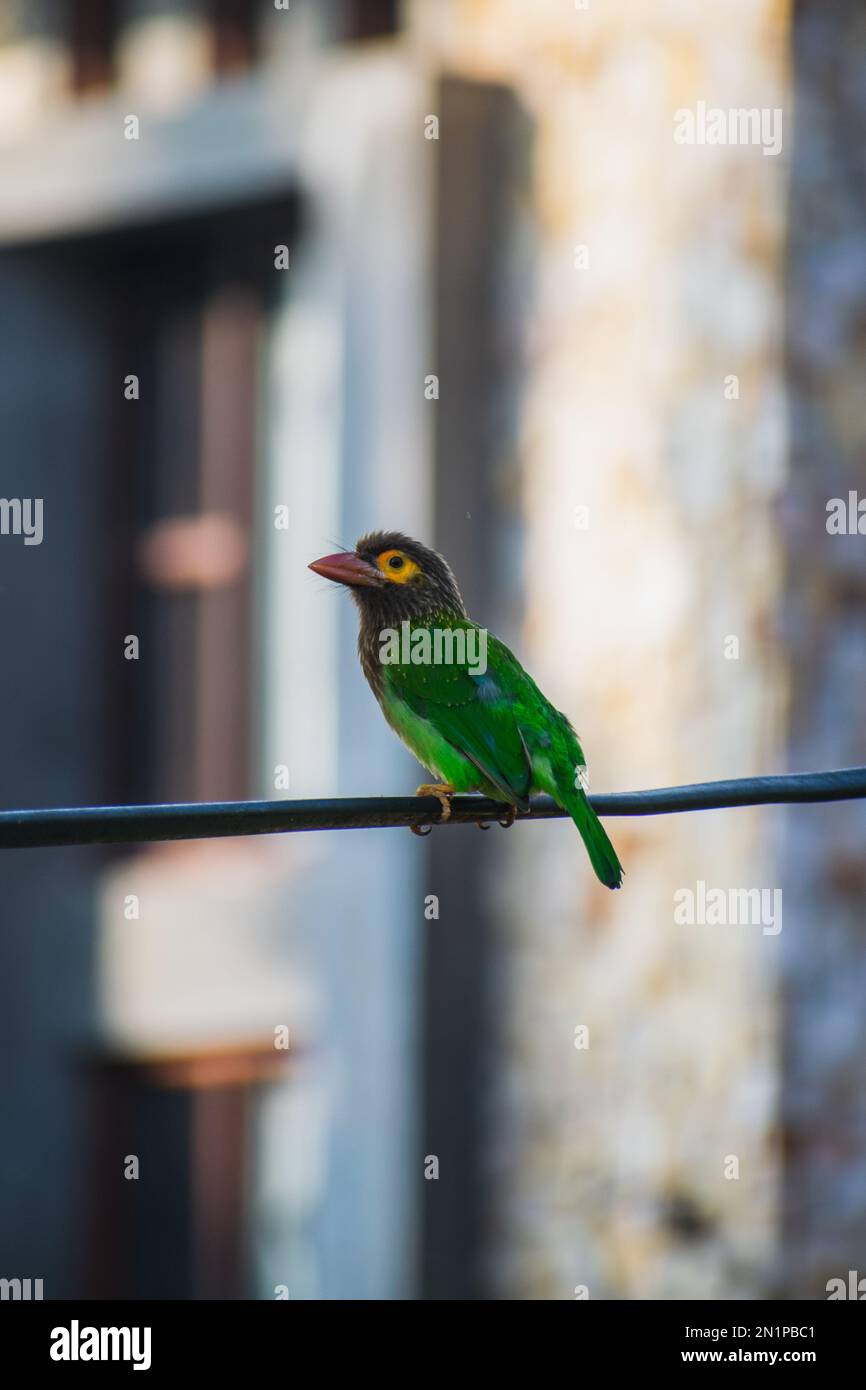 Der Braunköpfige Barbet (Psilopogon zeylanicus) ist eine asiatische Barbet-Art, die auf dem indischen Subkontinent heimisch ist Stockfoto