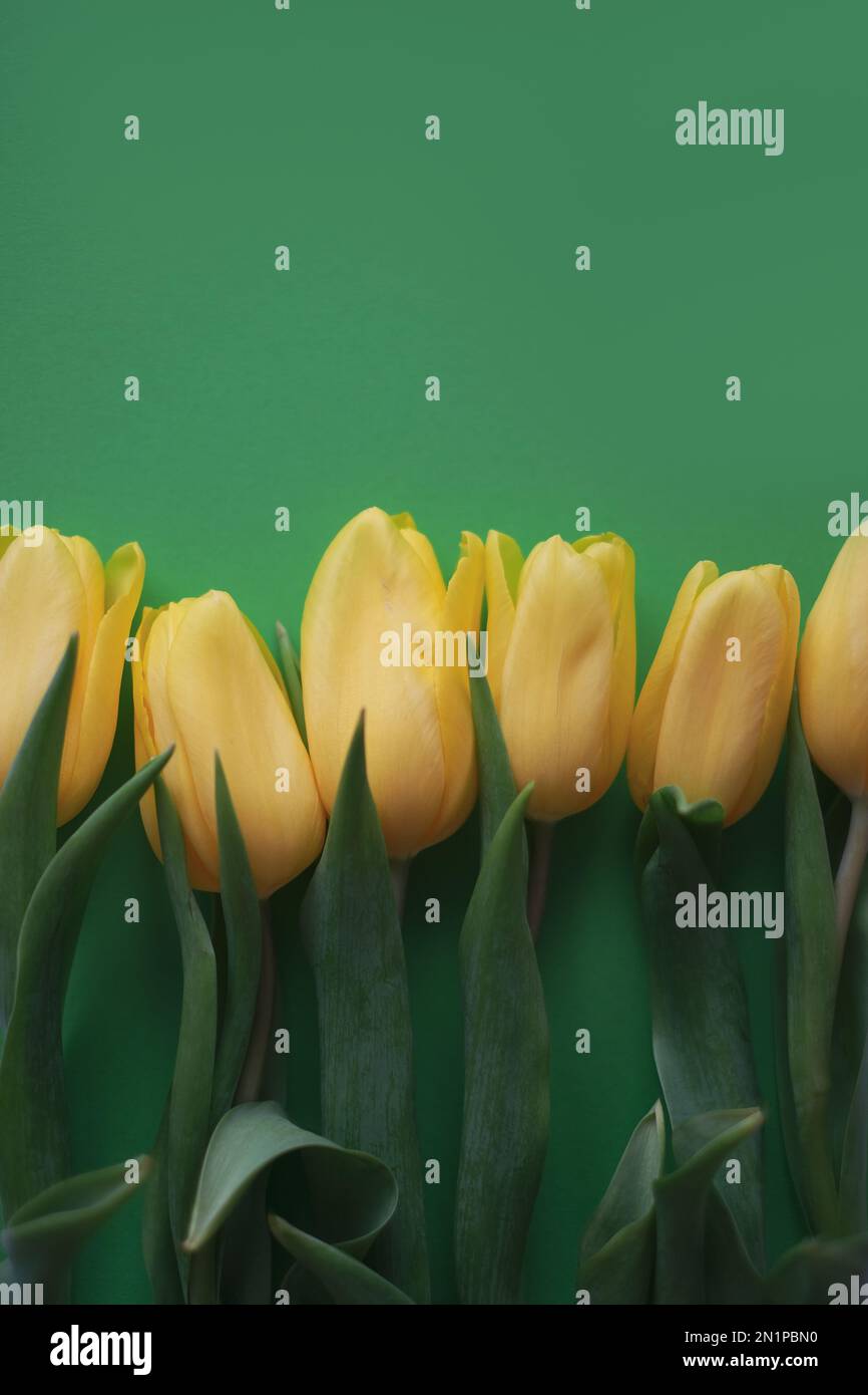 Blumenzusammensetzung. Gelbe Tulpenblüten auf grünem Hintergrund. Frühlings- und Sommerkonzept Stockfoto