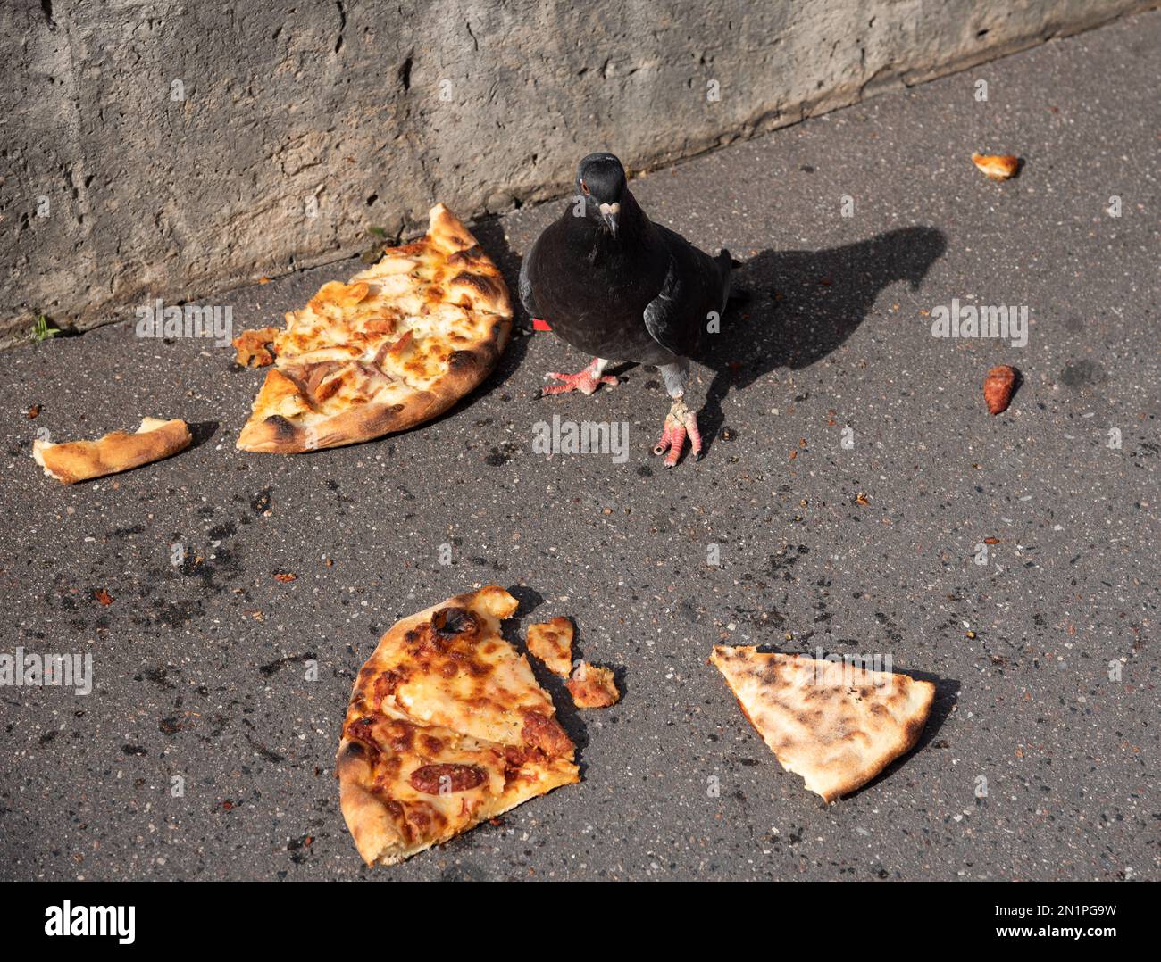 Unerwartetes Festmahl. Eine Taube mit verletzten Zehen, die sich auf Pizza vorbereitet, die auf den Gehweg gefallen ist. Paris, Frankreich. Städtische Umweltprobleme. Stockfoto