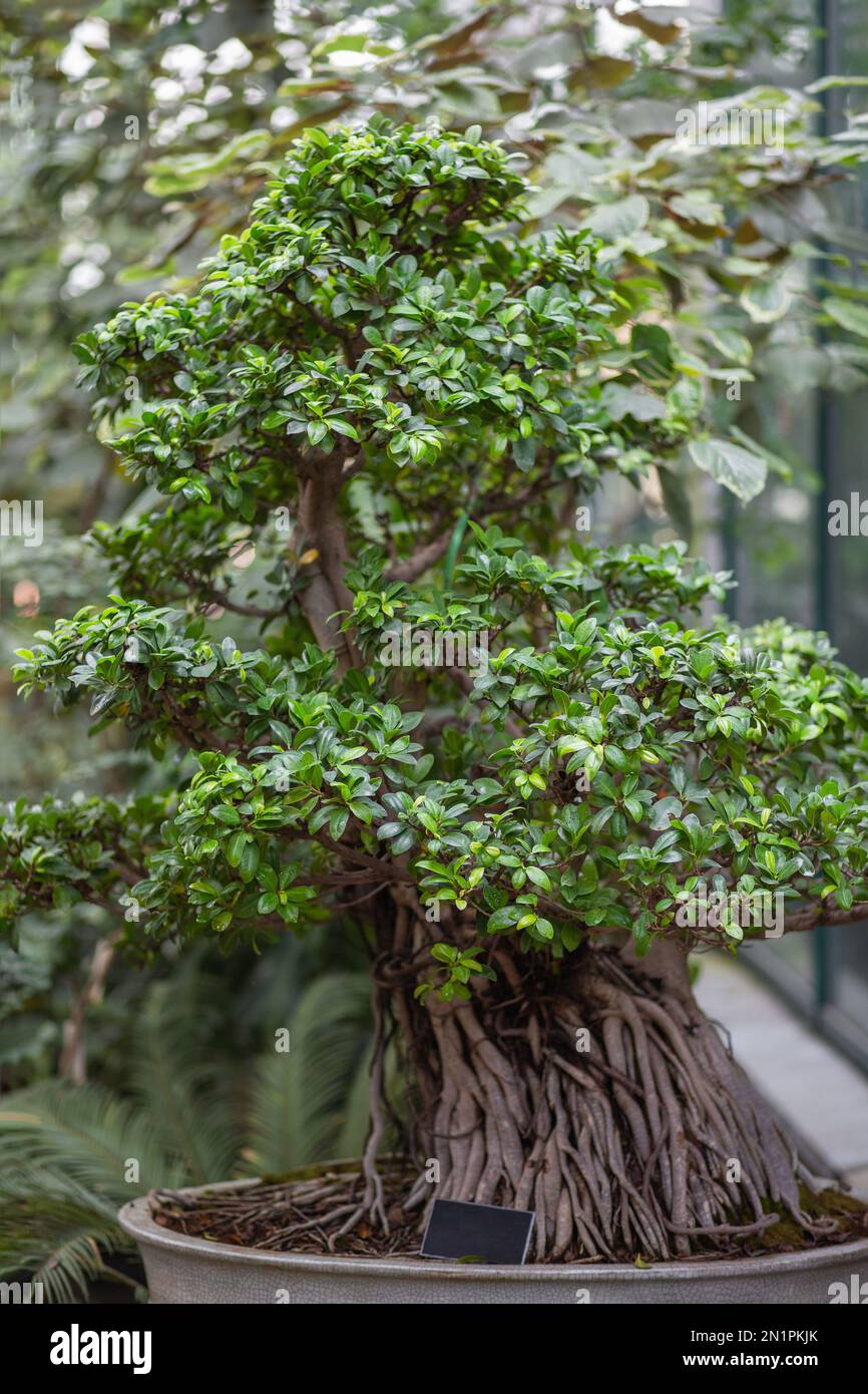 Ficus, der aussieht wie Bonsai-Baum. Der Anbau exotischer Pflanzen als botanisches Hobby. Stockfoto