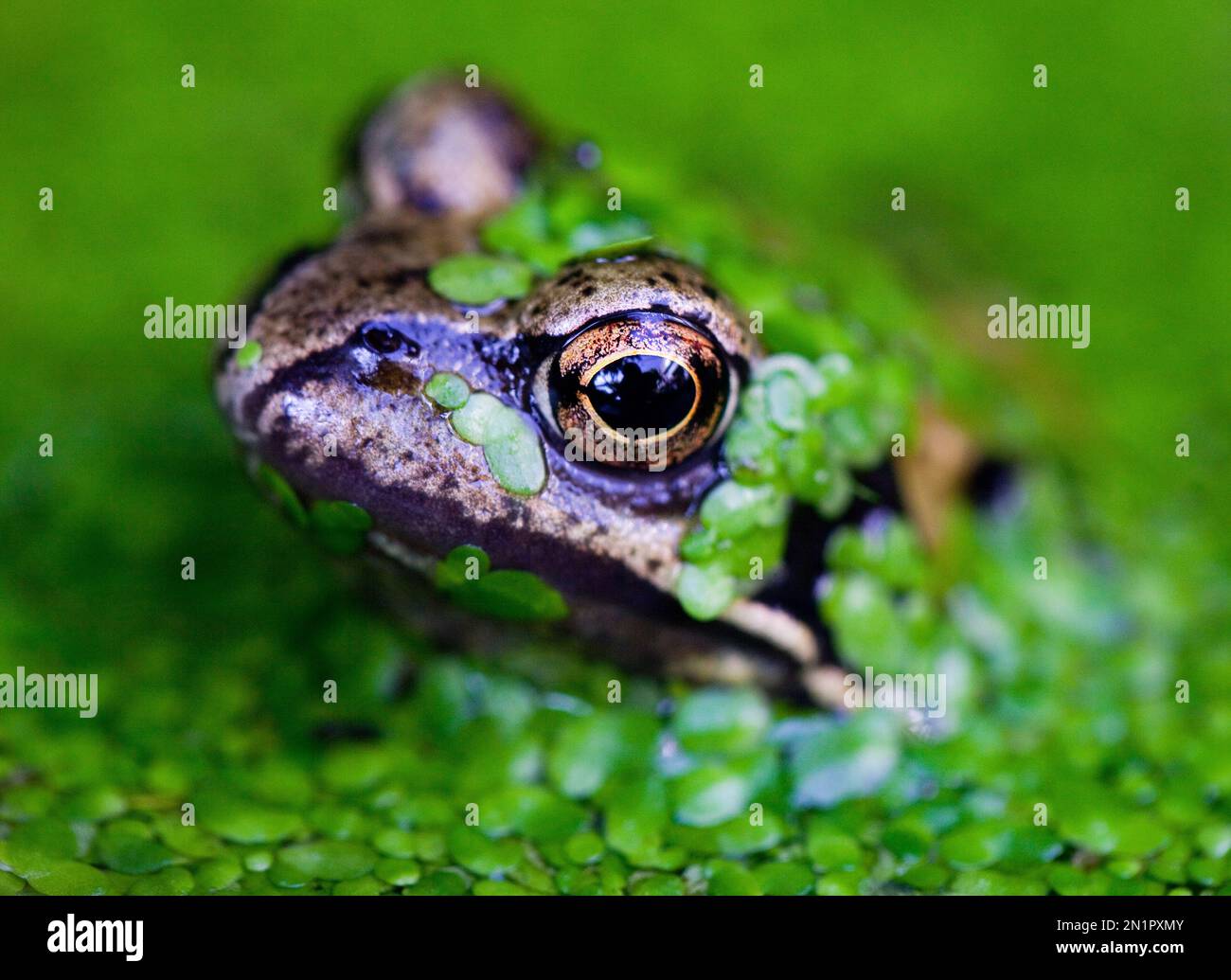 Niederlande, Gemeiner Frosch (Rana temporaria) Stockfoto