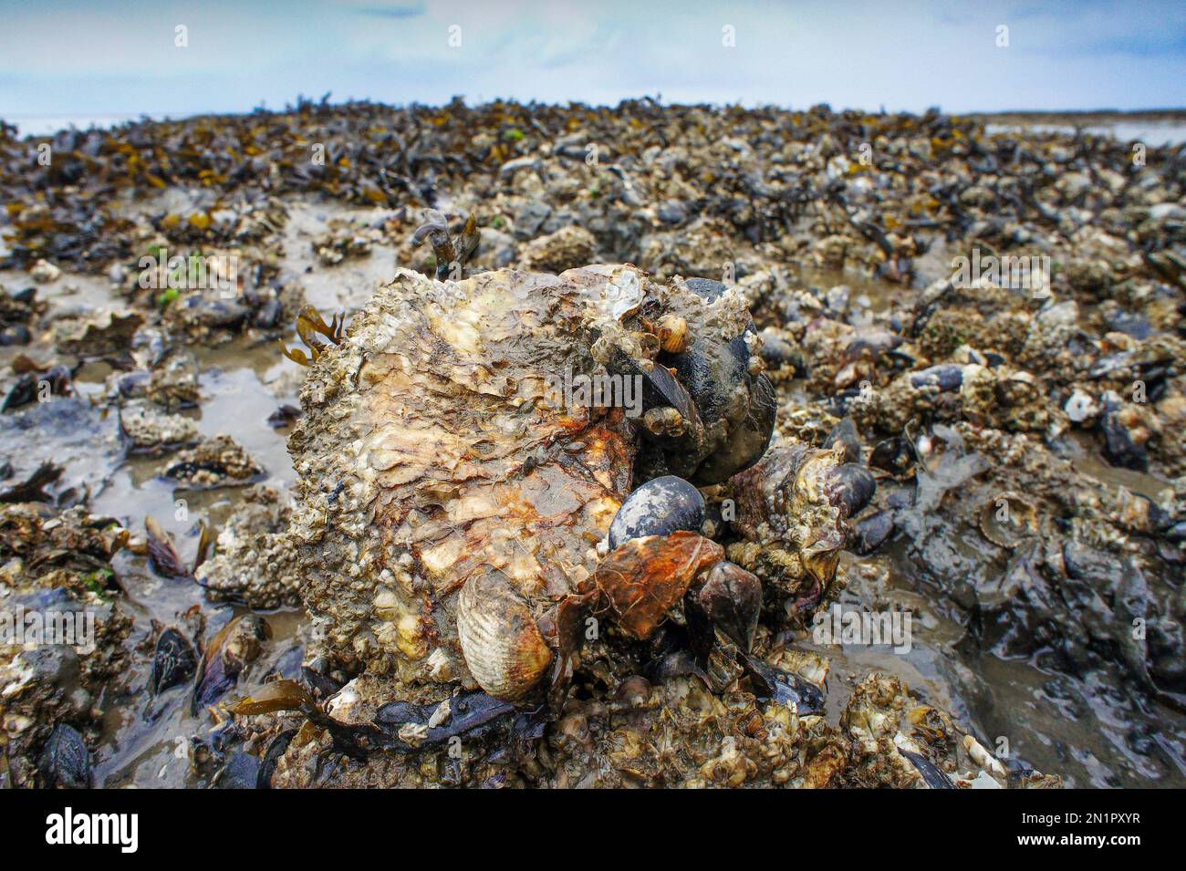 Niederlande, japanische Auster oder Miyagi Auster (Crassostrea gigas) im Wattenmeer im Norden Hollands. Stockfoto