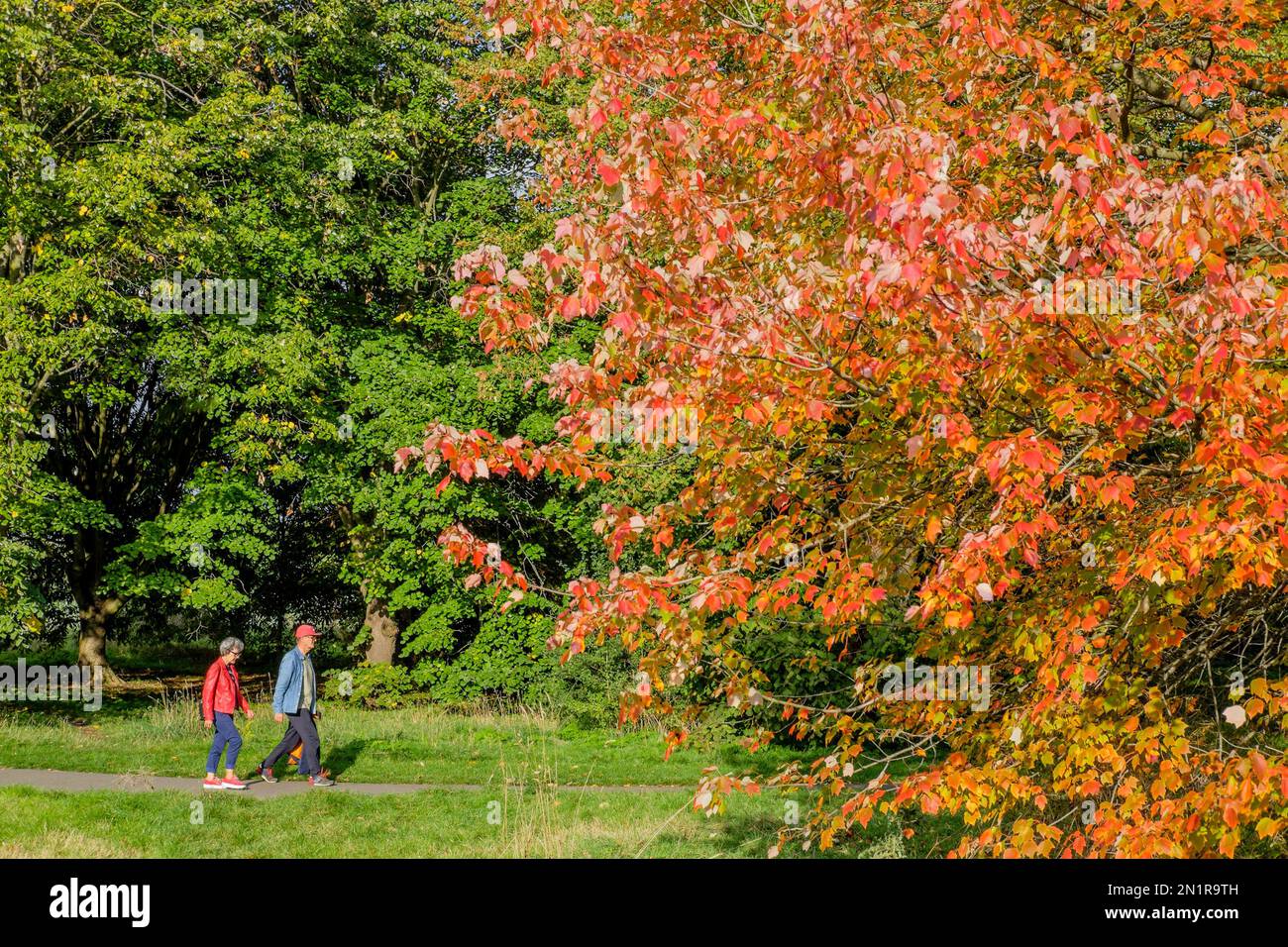 Herbstfarben im Regents Park, London, Großbritannien. Stockfoto