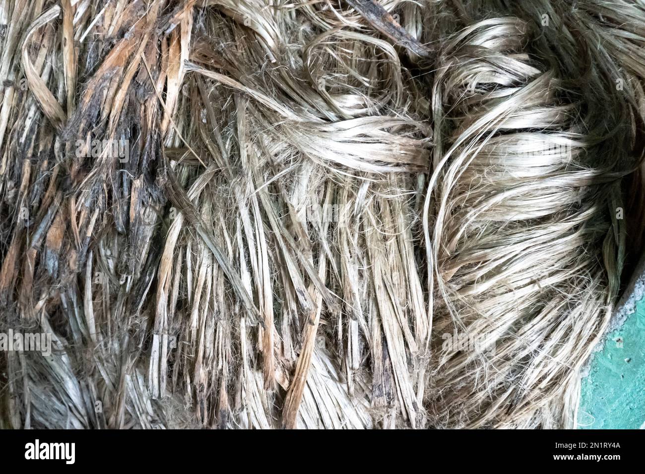 Juteanbau in Gaibandha, Bangladesch. Zur Textur roher Jutefasern. Jute ist als goldene Faser bekannt. Es ist gelbbraune natürliche Gemüsefaser. Stockfoto