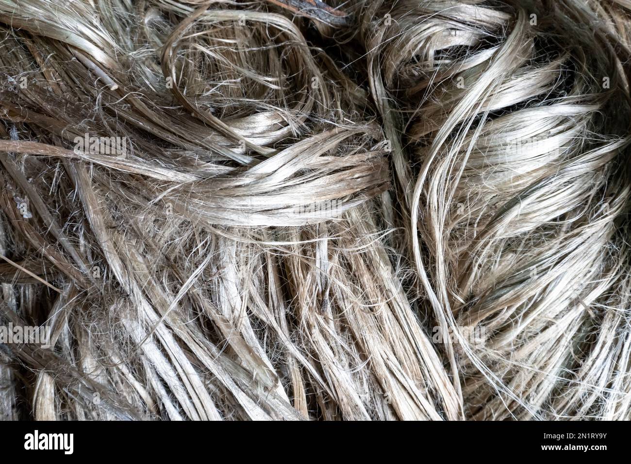 Zur Textur roher Jutefasern. Juteanbau in Gaibandha, Bangladesch. Jute ist als goldene Faser bekannt Stockfoto