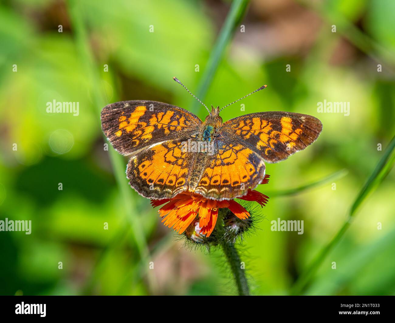 Ein wunderschöner Schmetterling aus Perlmond, der gefangen wurde, während er eine Wildblume aus dem Northwoods Wald fütterte. Stockfoto