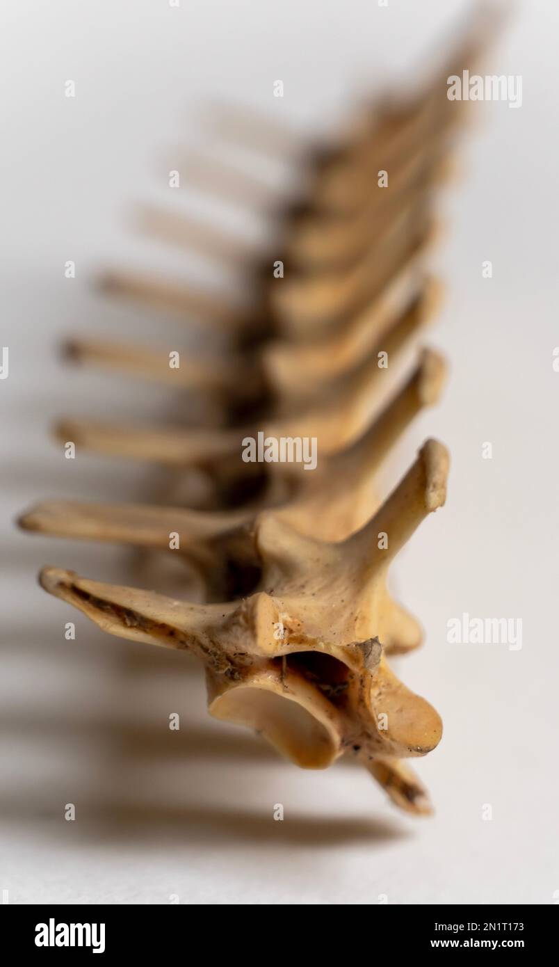 Die Porträtansicht des Halswirbels ist Teil des Skelettsystems der Vögel. Vogelanatomie. Das Vogelskelettsystem. Stockfoto