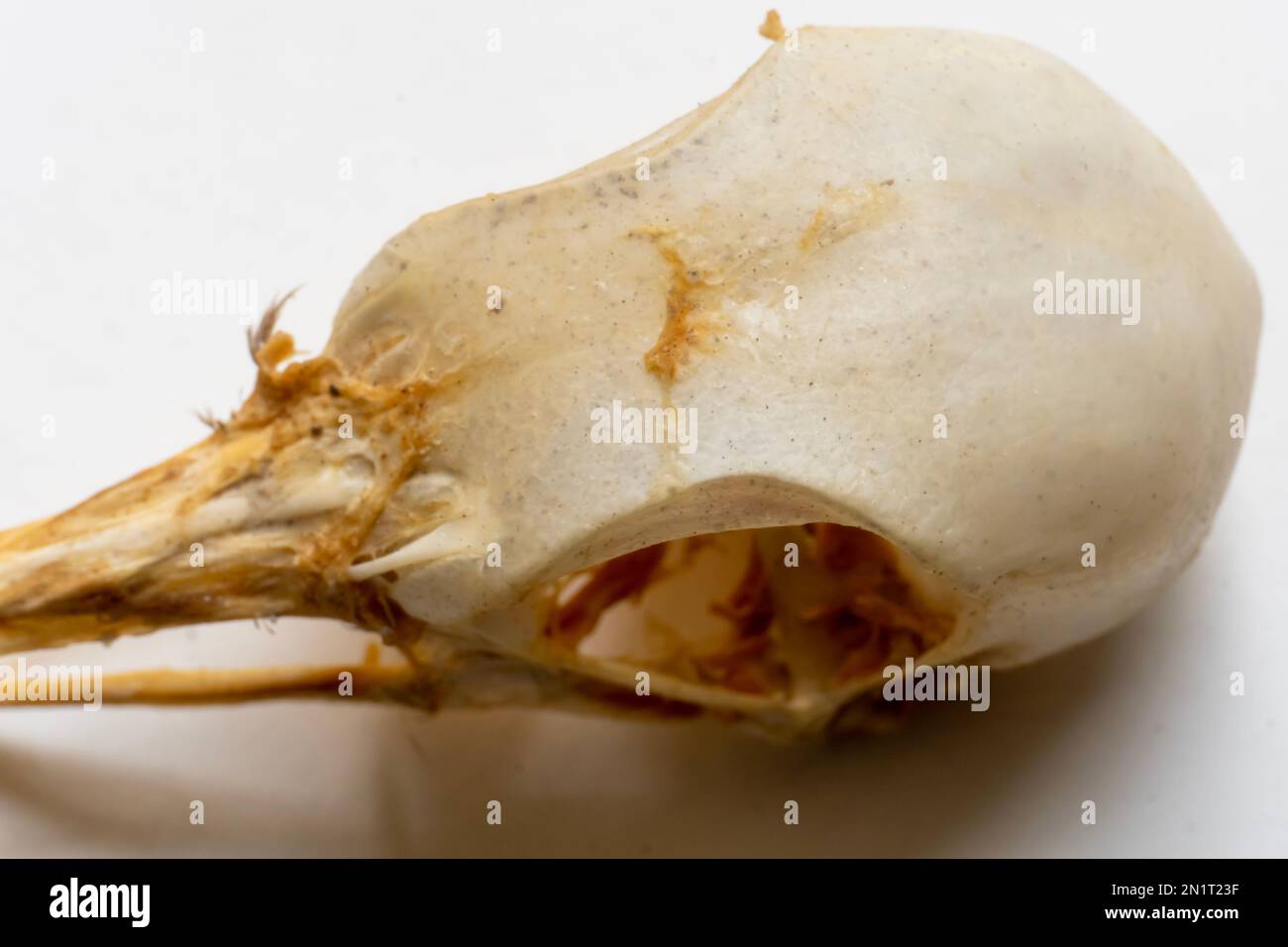 Nahaufnahme des Vogelschädels. Vogelanatomie. Das Vogelskelettsystem. Oberer und unterer Unterkiefer Stockfoto