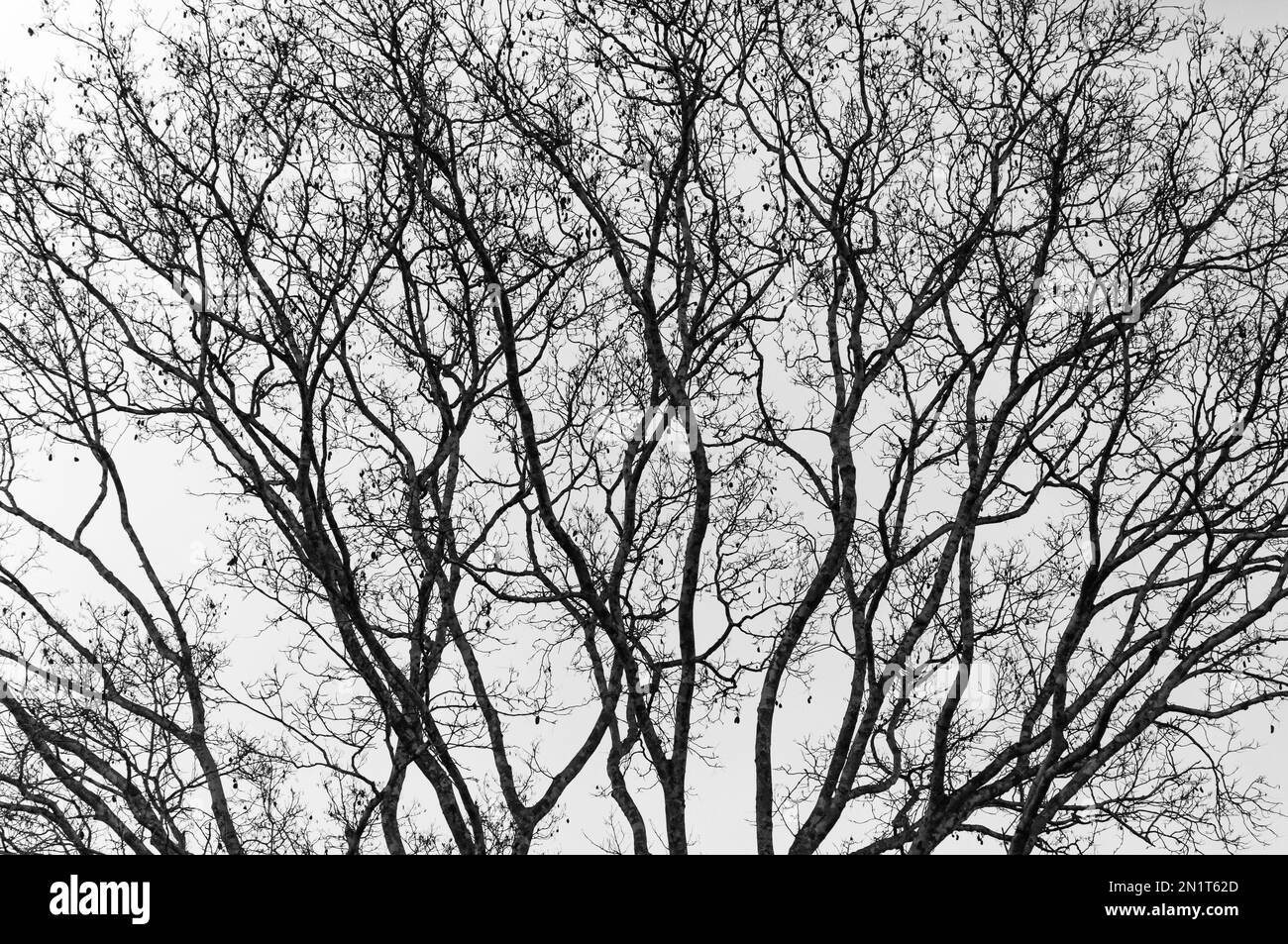 Baumsilhouette aus einem Taxi auf dem Weg nach Point Noire, Republik Kongo. Stockfoto