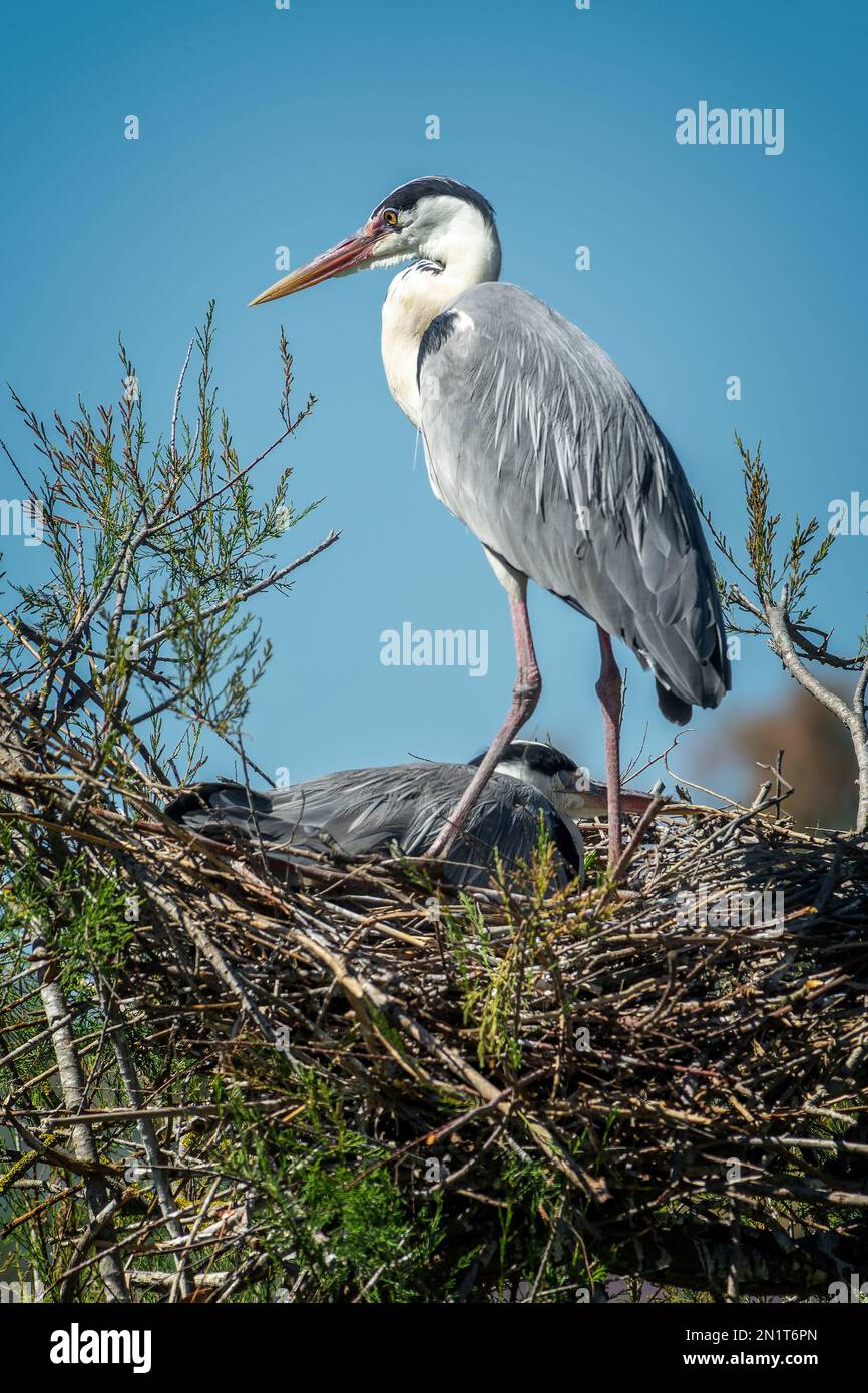 Nahaufnahme eines Graureiher-Paares in ihrem Nest im Camargue-Nationalpark, Frankreich Stockfoto