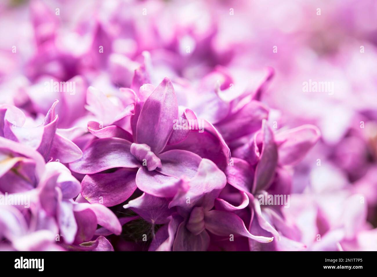 Nahaufnahme von lila Blumen, wunderschöner Frühlingsblumen-Bouquet Stockfoto