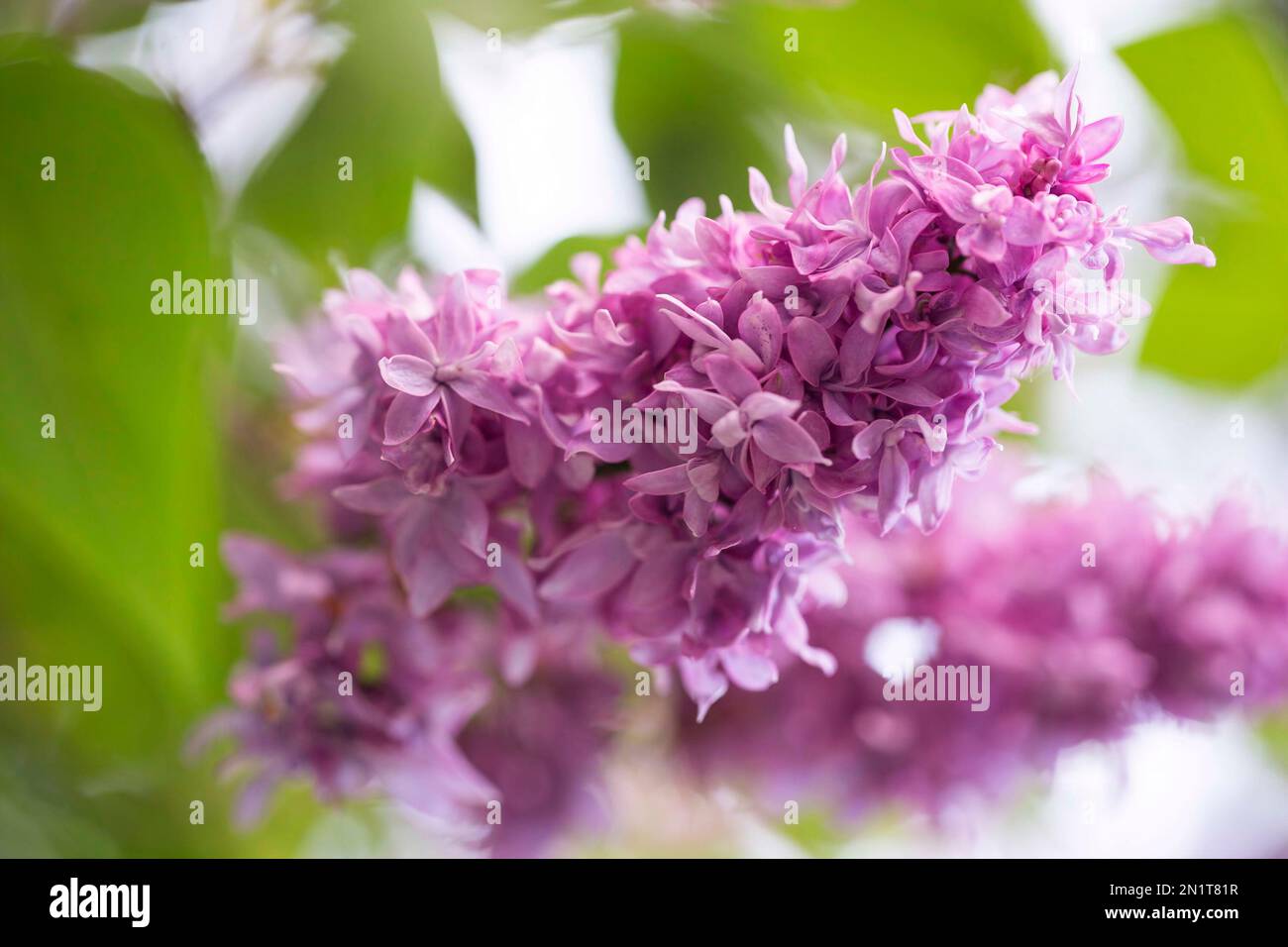 Flieder blüht im Frühlingsgarten. Fliederblüten vor verschwommenem Hintergrund, Platz für Text. Stockfoto