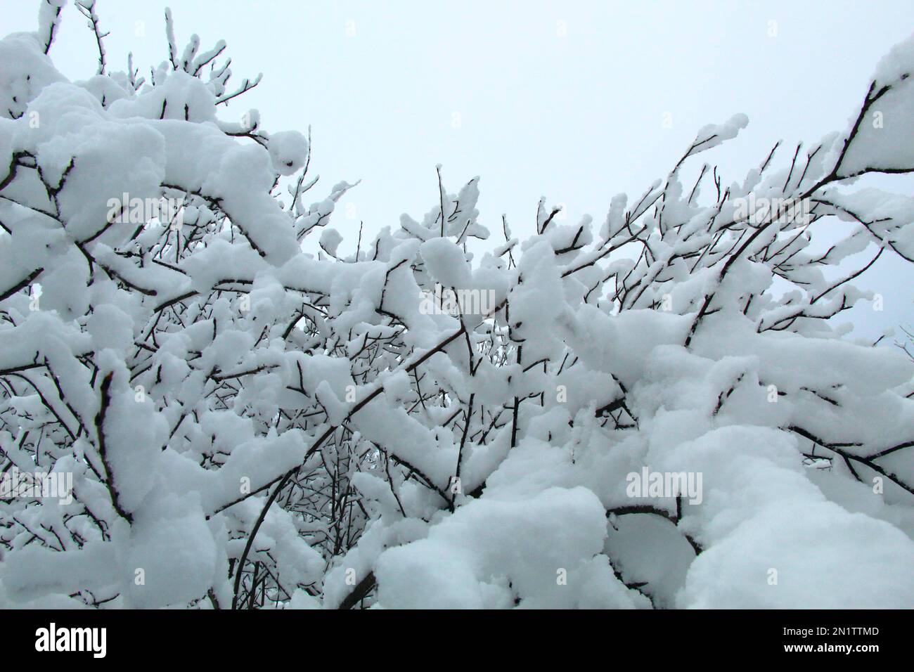 Im Winter. Baumzweige im Schnee. Stockfoto