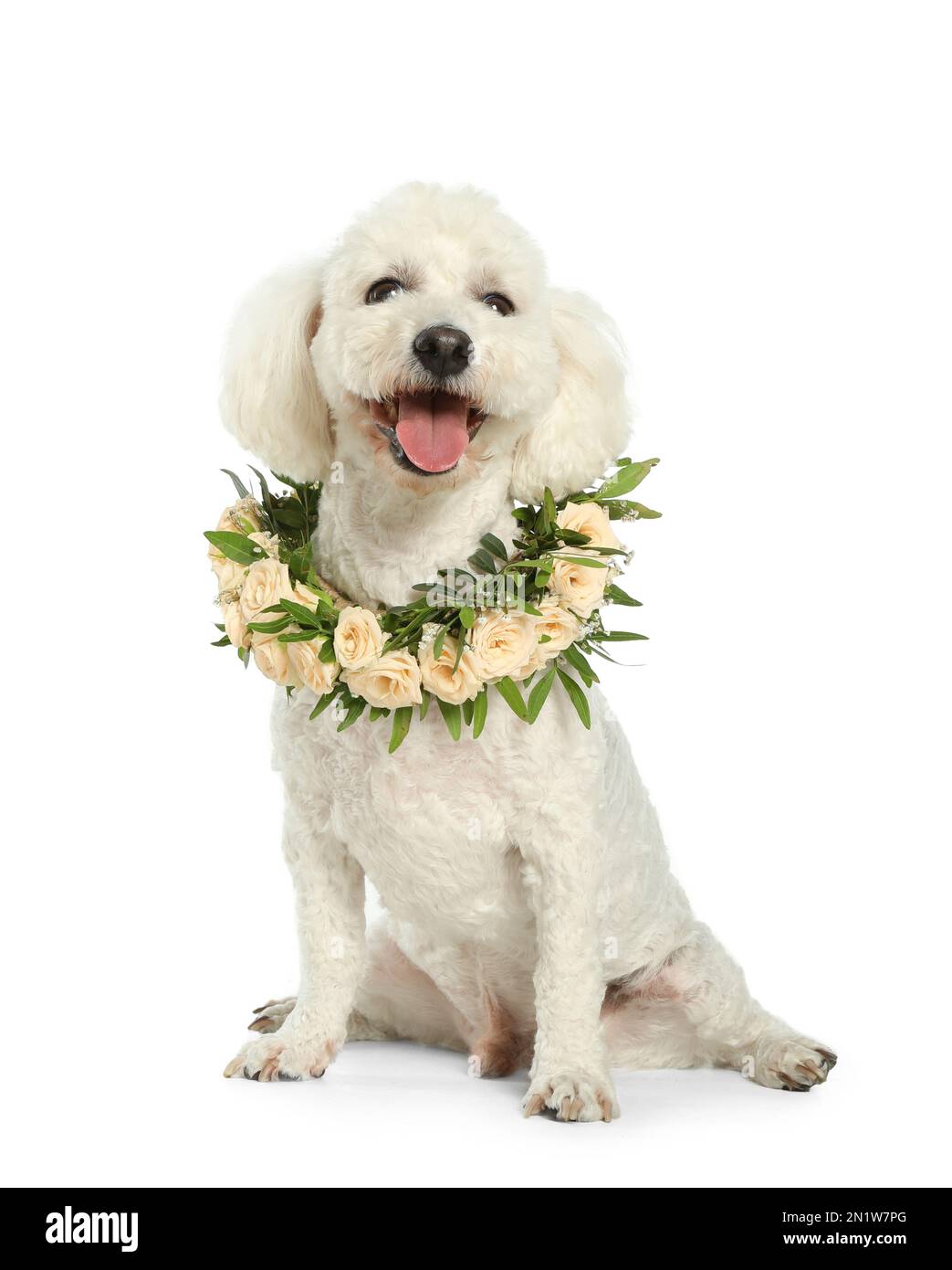 Der bezaubernde Bichon trägt einen Kranz aus wunderschönen Blumen auf weißem Hintergrund Stockfoto