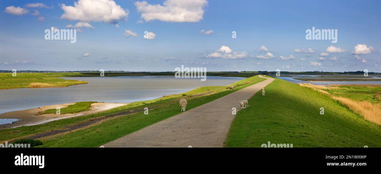 Schafe, die im Naturschutzgebiet auf Deichen weiden Plan Tureluur mit Flaauwers / Flauwers inlaag, Kerkwerve, Schouwen-Duiveland, Zeeland, Niederlande Stockfoto