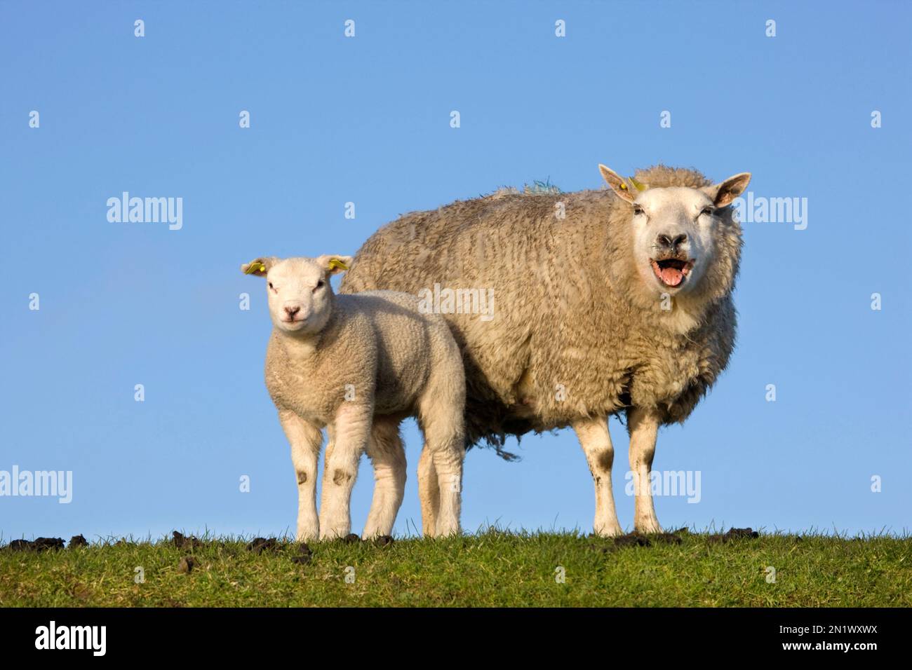 Blatting White Sheep ewe with Lamm on Dyke / Deich, Texel, North Holland, Niederlande Stockfoto