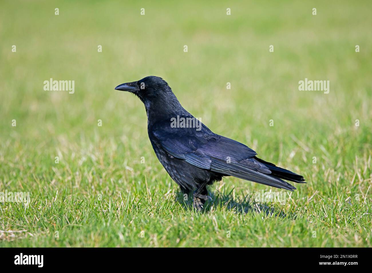 Aaskrähe (Corvus corone) auf Gartenrasen forsten Stockfoto