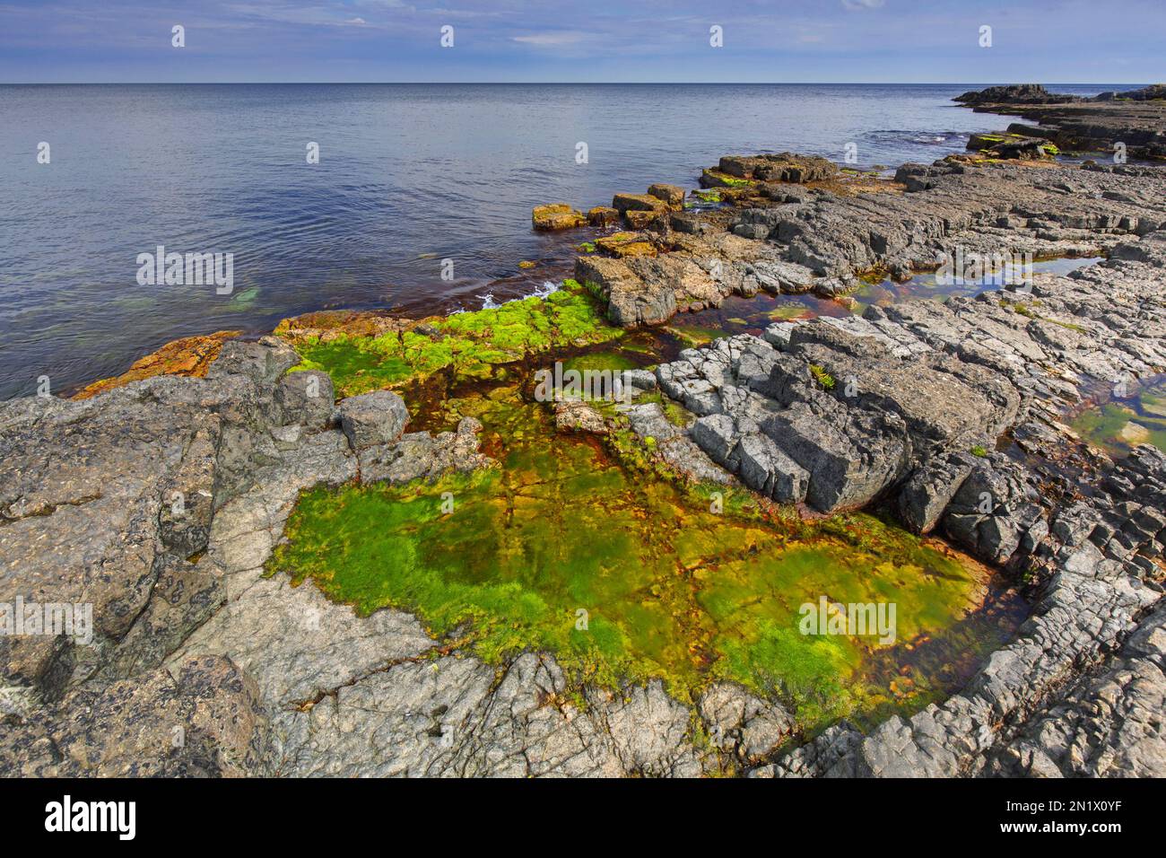 Algen in Gezeitenbecken/Felsenbecken an der felsigen Küste entlang der Ostsee nahe Vik, Simrishamn Municipality, Skane / Scania / Skåne, Schweden Stockfoto