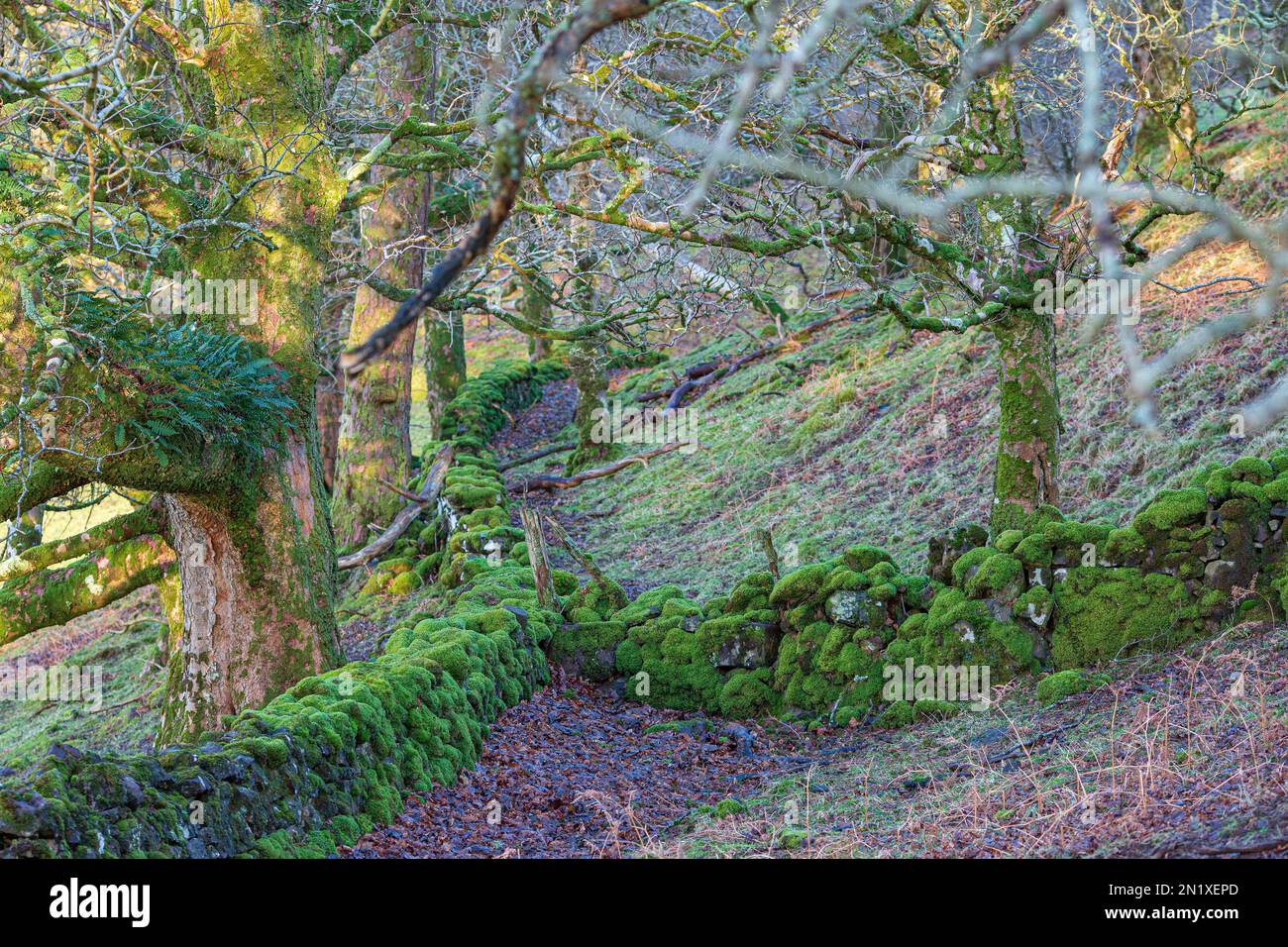 Alte Steinmauer in Movern, Schottland, unter Bäumen und bedeckt mit Moos, Farnen und Flechten. Stockfoto