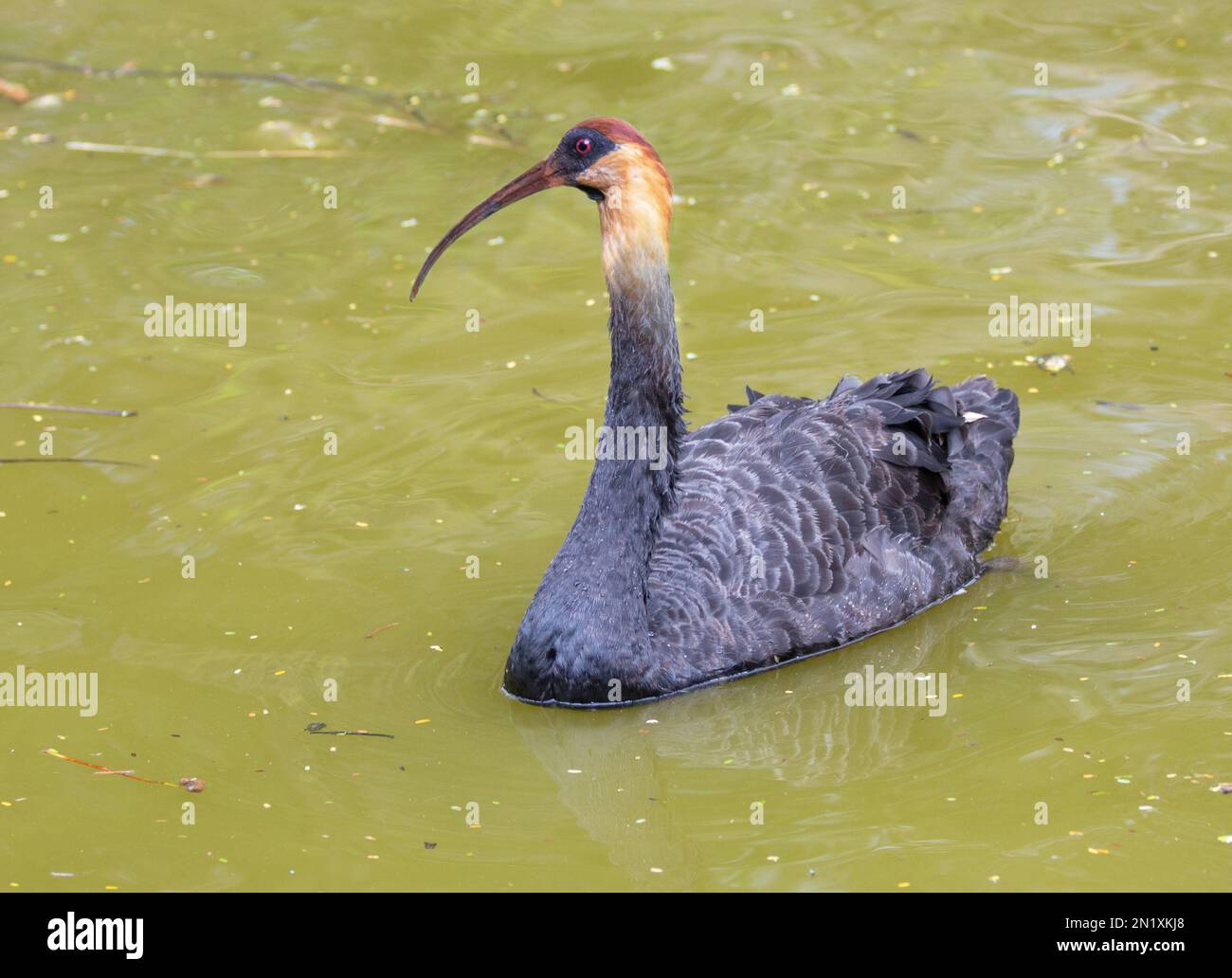 Fotomontage, Bildfusion, schwarzer Schwan mit Curicaca Stockfoto Fotomontage, Bildfusion, schwarzer Schwan mit Curicaca Stockfoto